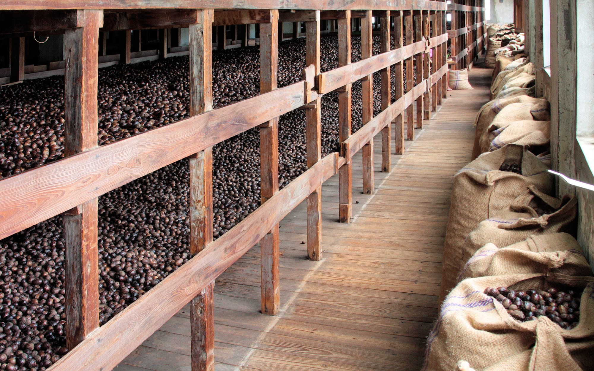 Tiered wooden racks piled with drying nutmegs running the length of a co-operative warehouse, with filled burlap sacks stacked at the end