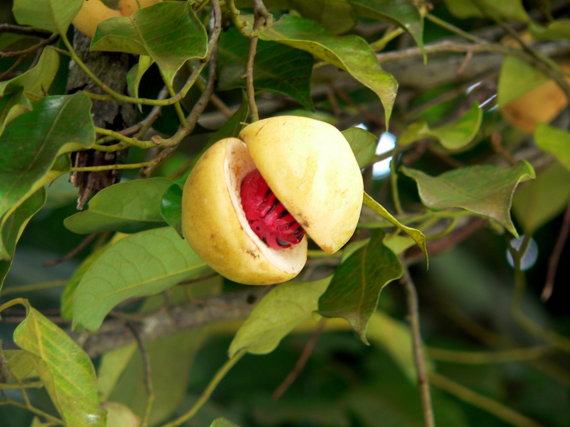 A split open nutmeg fruit showing the seed wrapped in bright red lacy mace