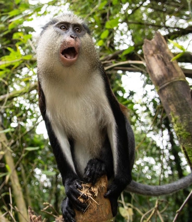 A brown-and-white monkey sitting on a wooden railing in dense forest