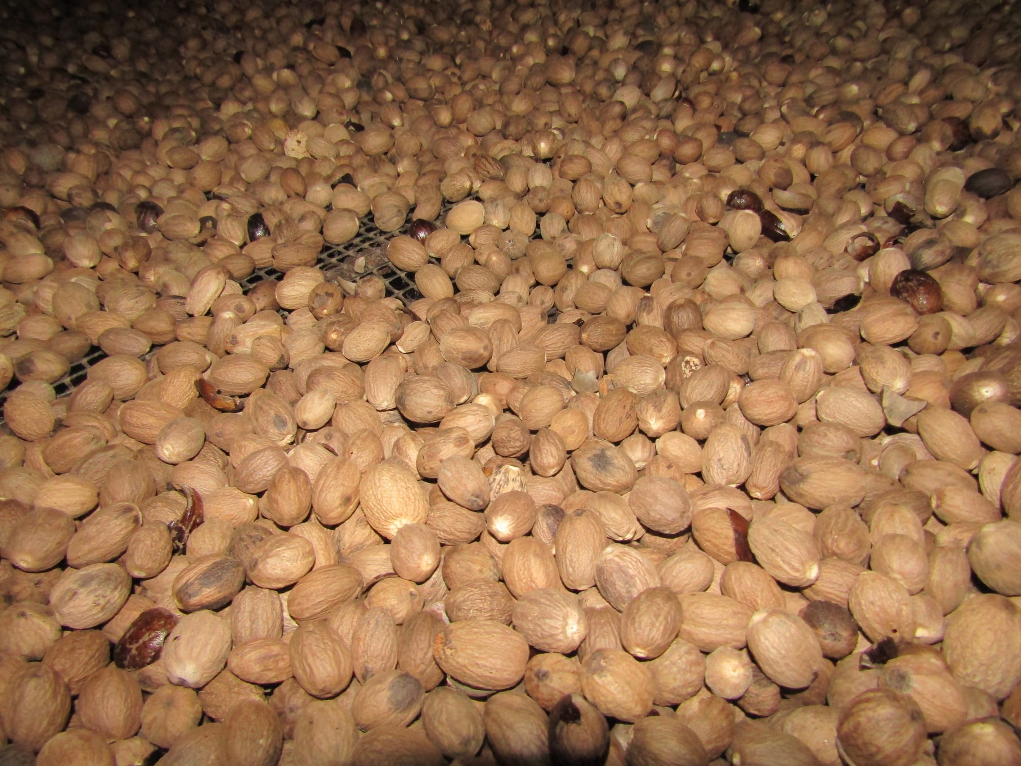 Workers sorting nutmeg at a processing facility