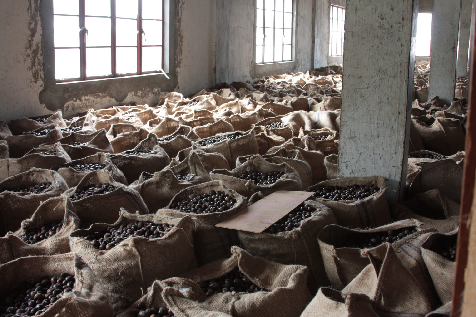 Hands sorting piles of nutmeg in brown shells at a collection station