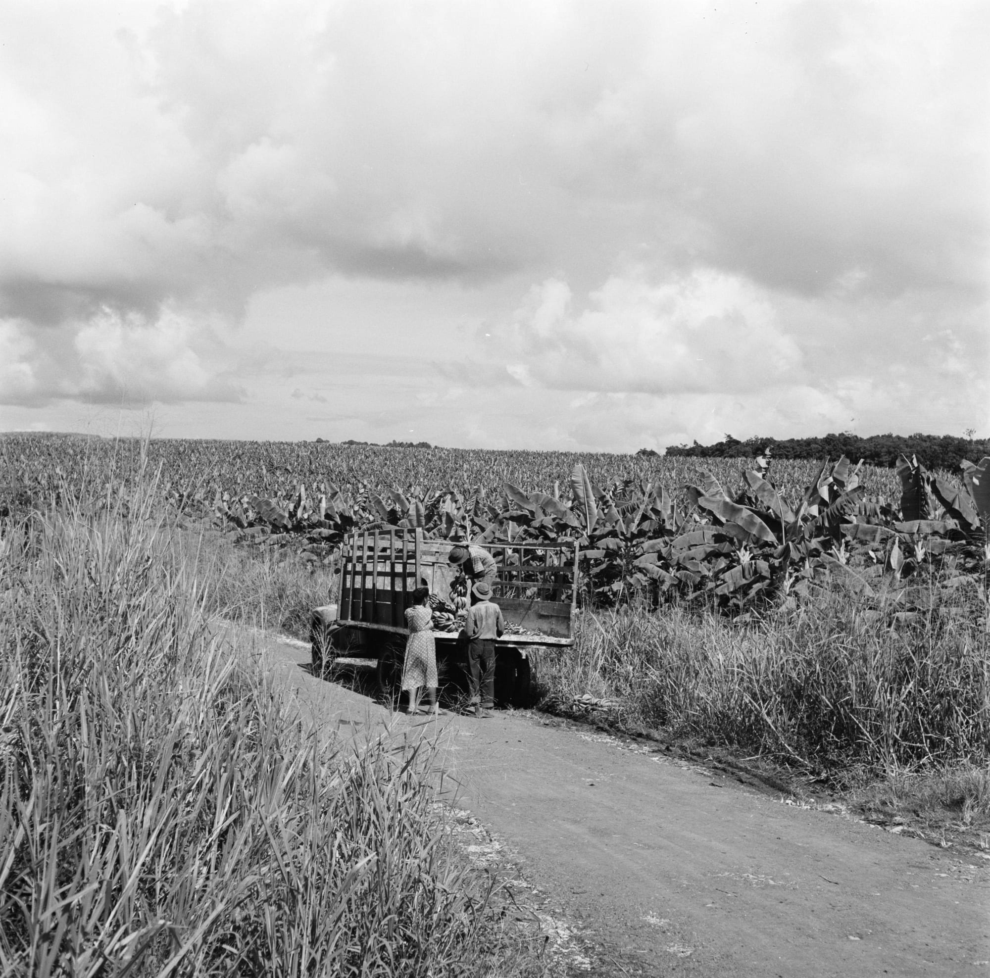 Workers among tall banana plants on a mid-20th-century Guadeloupe plantation