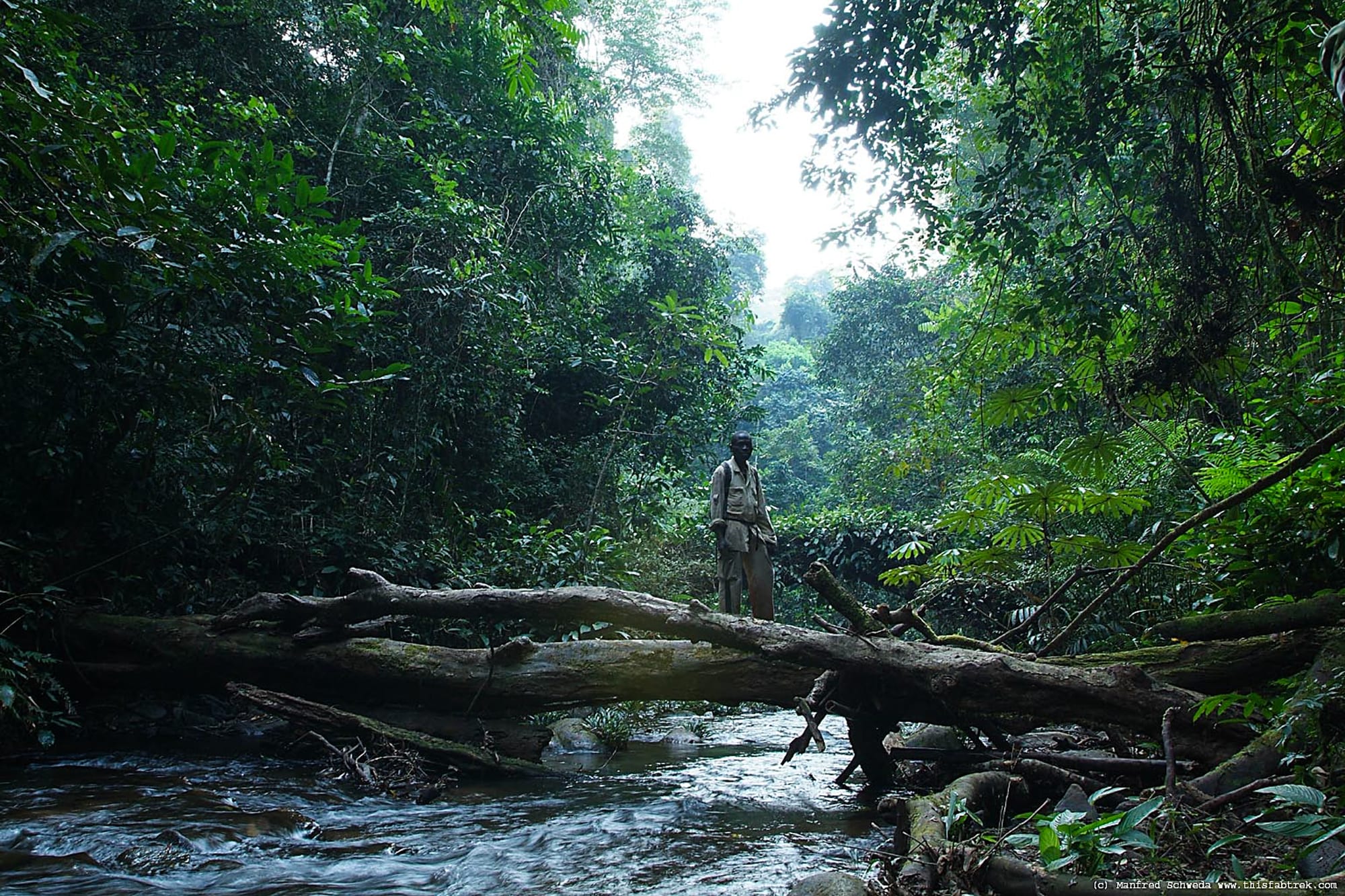 Dense green rainforest running up the flank of a range of hills
