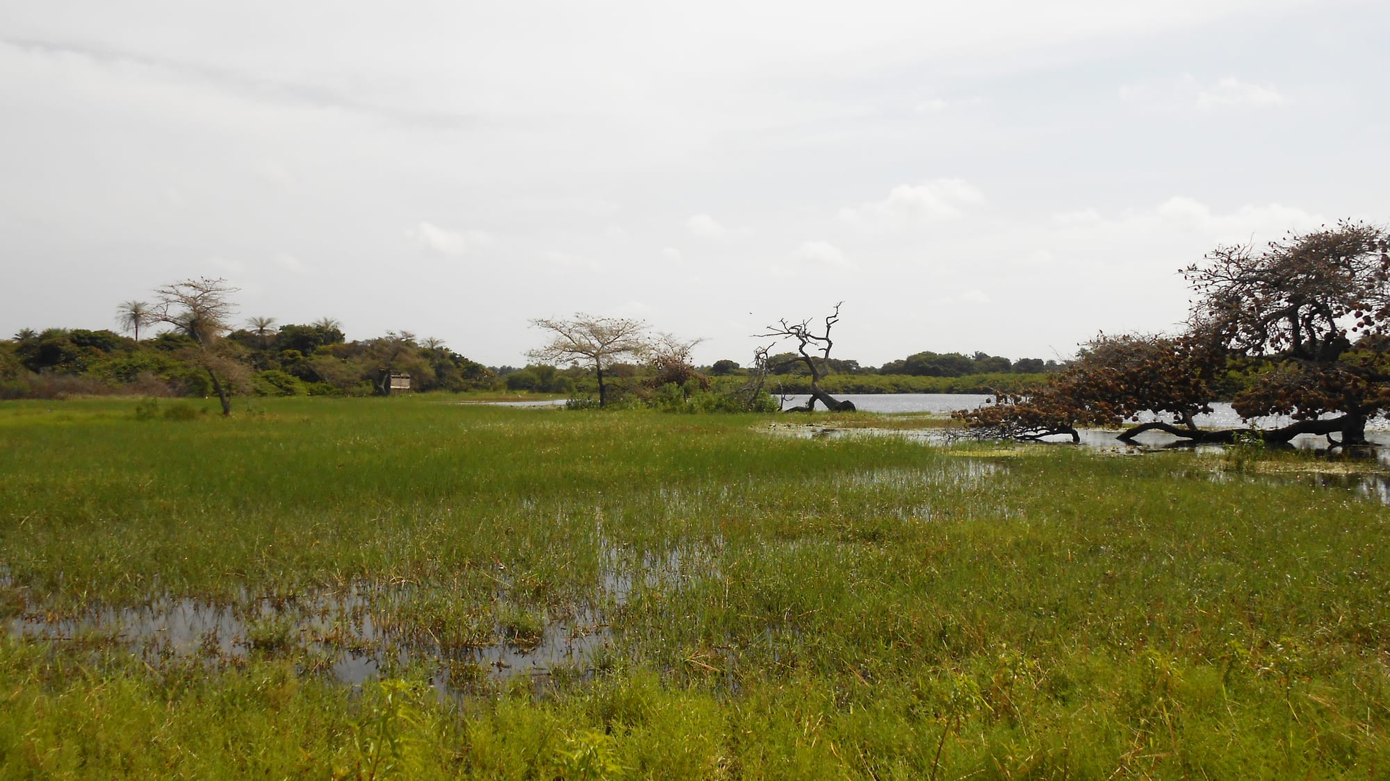 A wide grassy marsh and lagoon with scattered trees under a big sky on a flat island