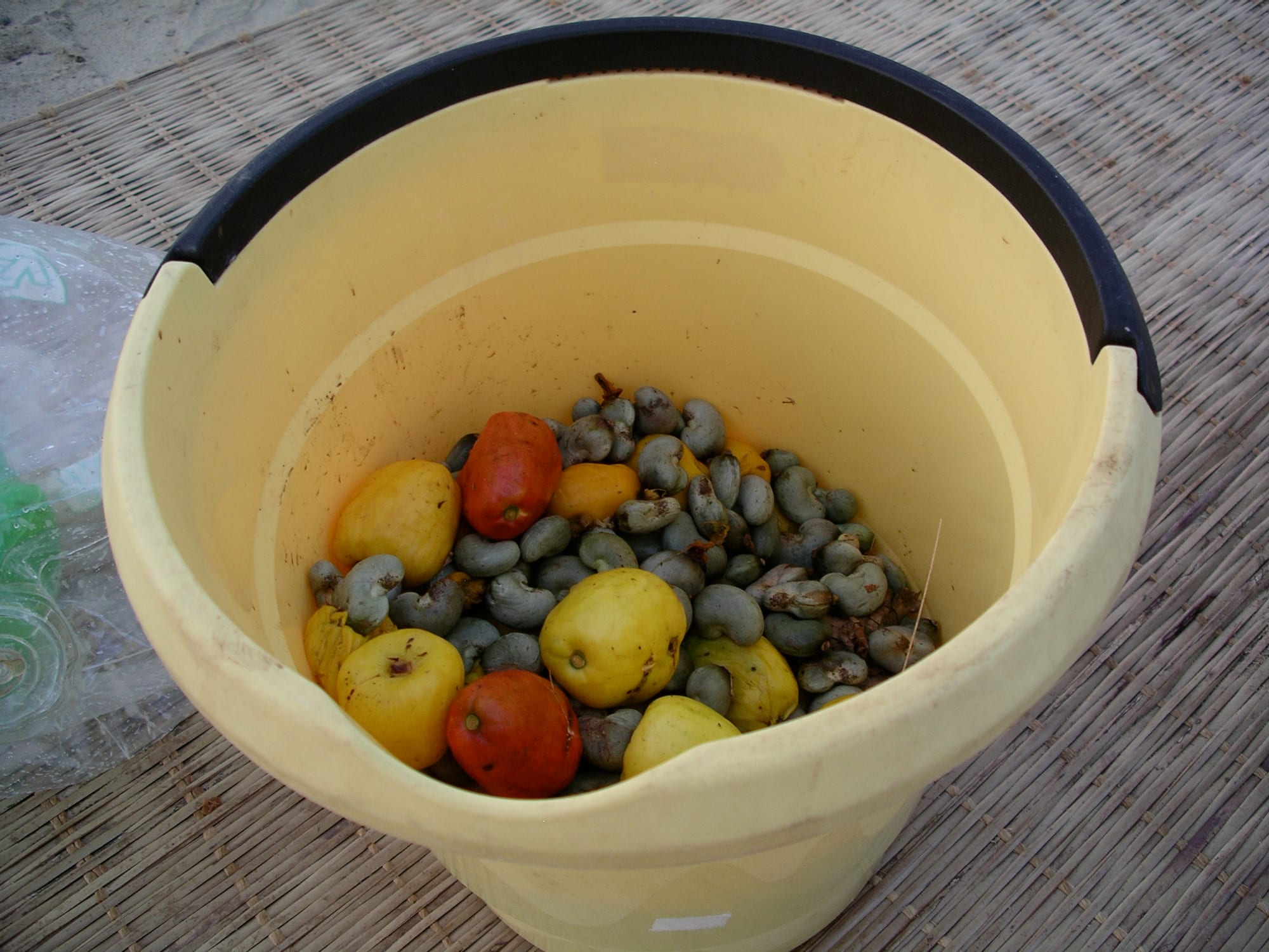 A bucket filled with freshly picked yellow and red cashew apples along with their curved grey cashew nuts