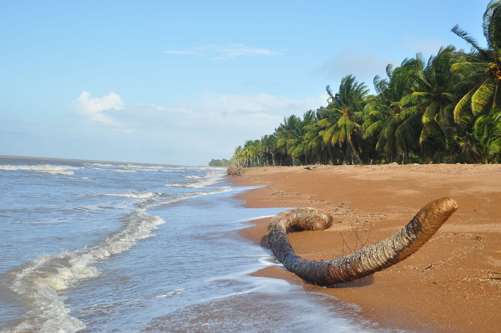 A remote beach of sand and broken shells backed by low scrub and mangrove