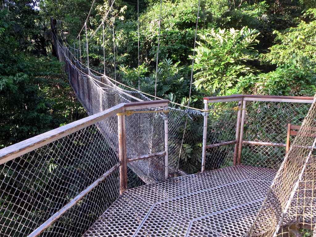 A rope-and-plank walkway suspended among the crowns of tall rainforest trees