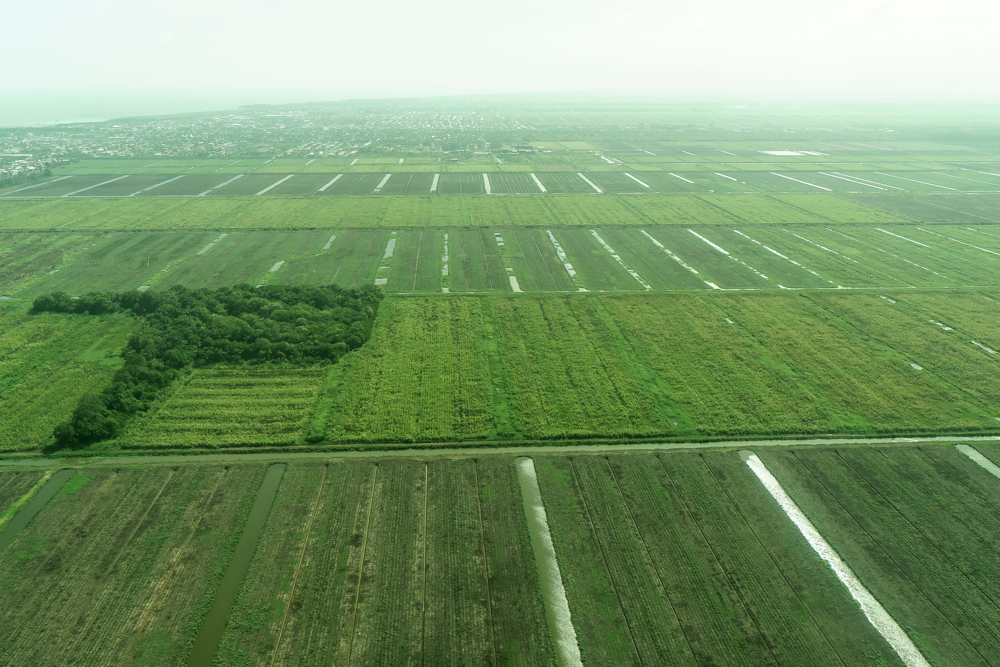 Aerial view of flat green sugarcane fields divided into long rectangles by straight water-filled canals, with a town in the hazy distance