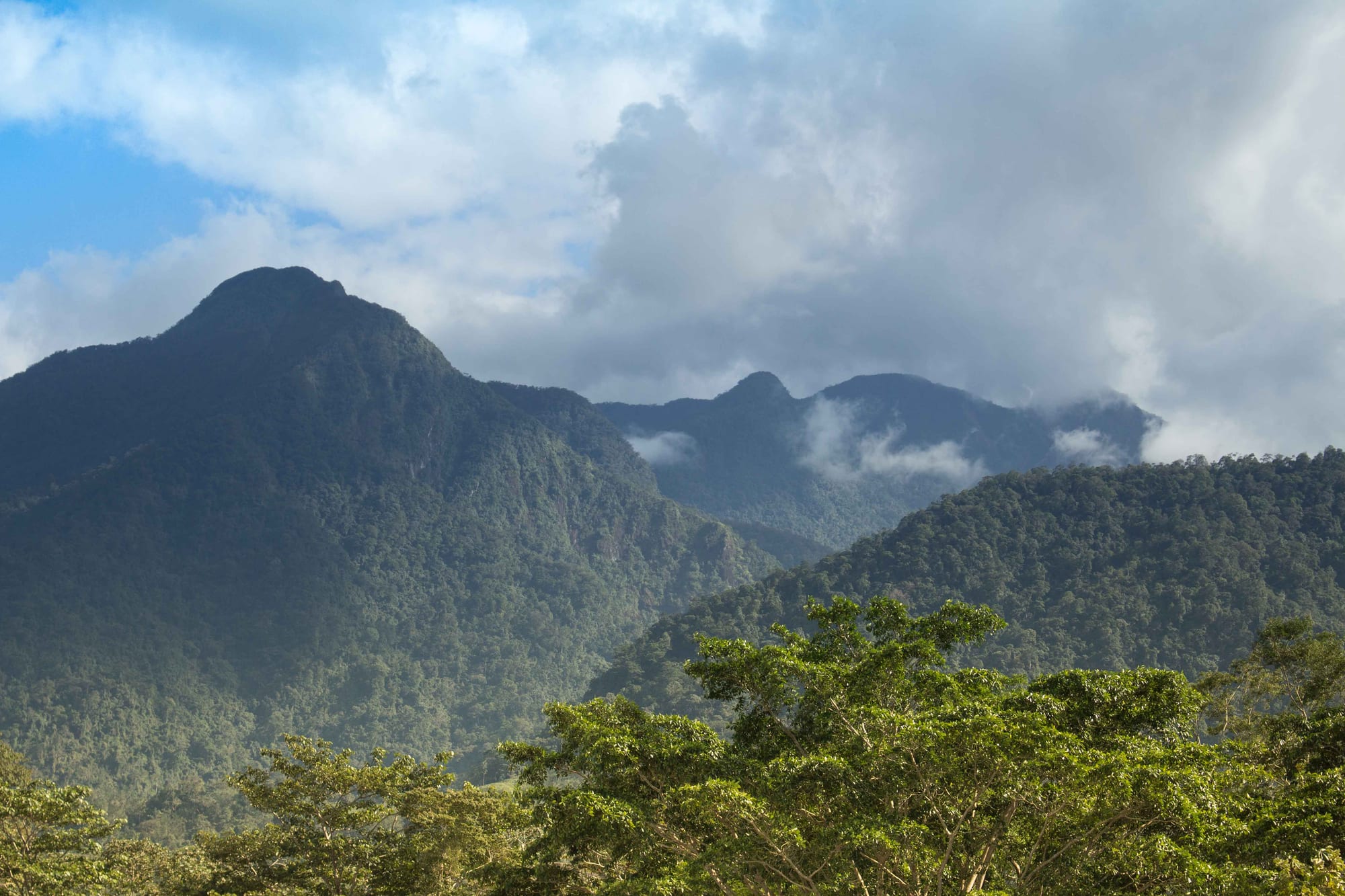 A steep jungle-covered mountain rising sharply behind lowland forest and river