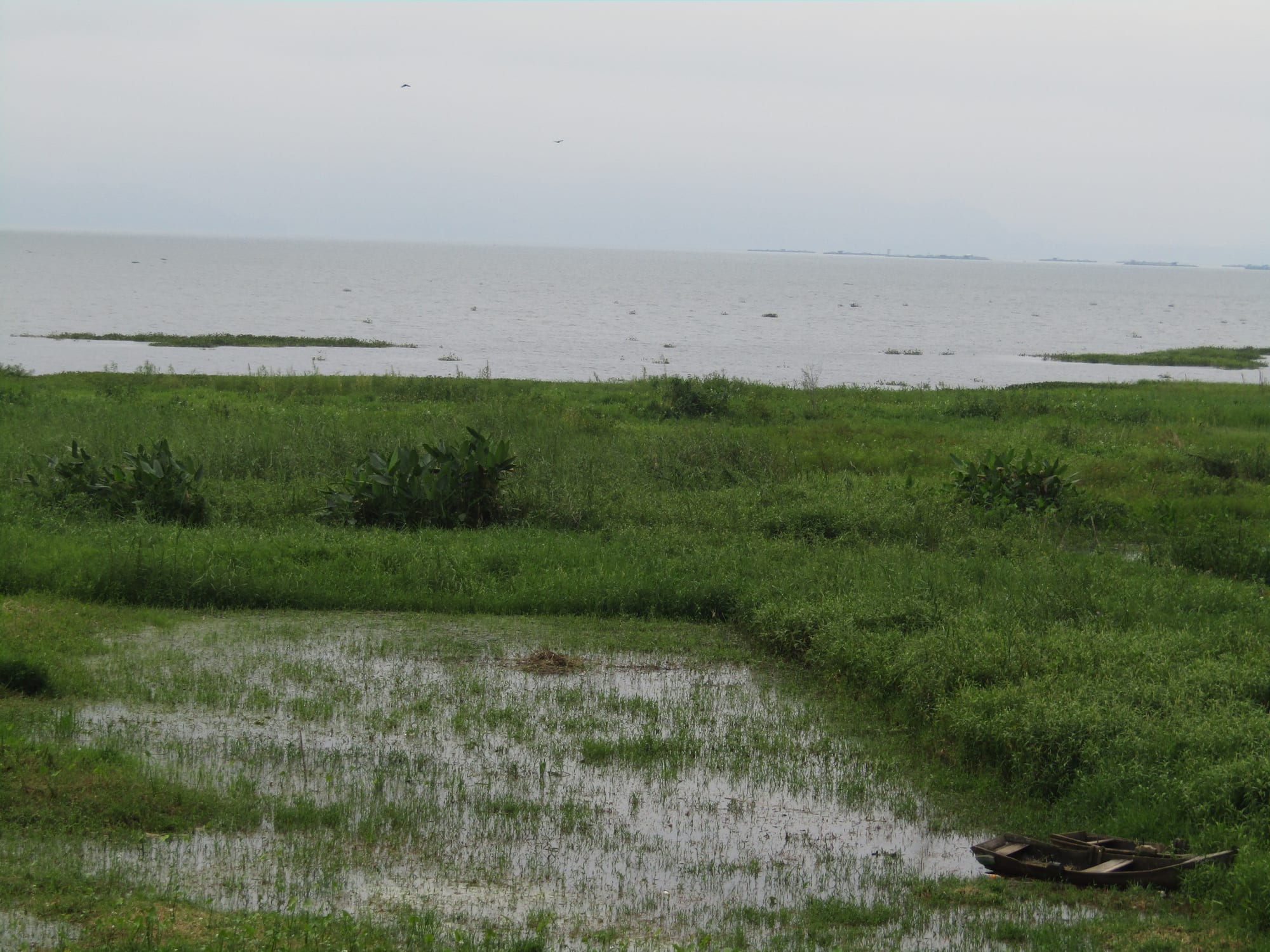 A calm lake ringed by green hills with reeds along the shoreline