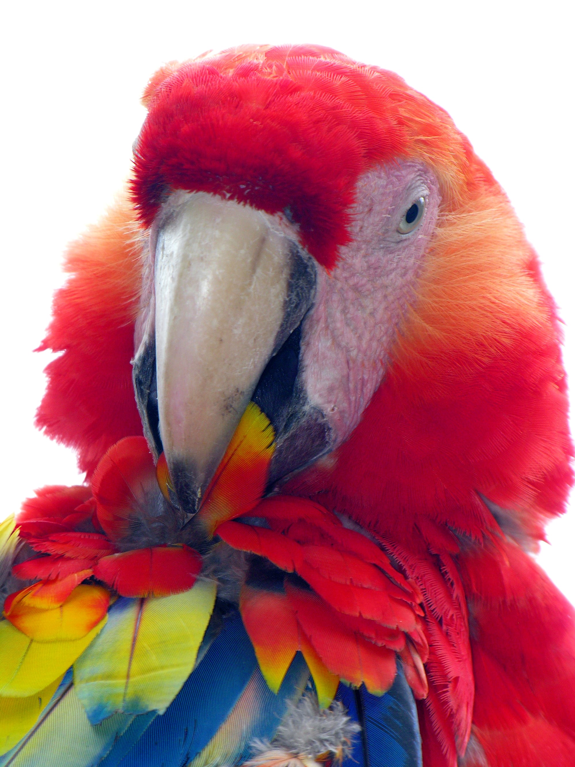 A brilliant red, blue, and yellow scarlet macaw perched on a branch