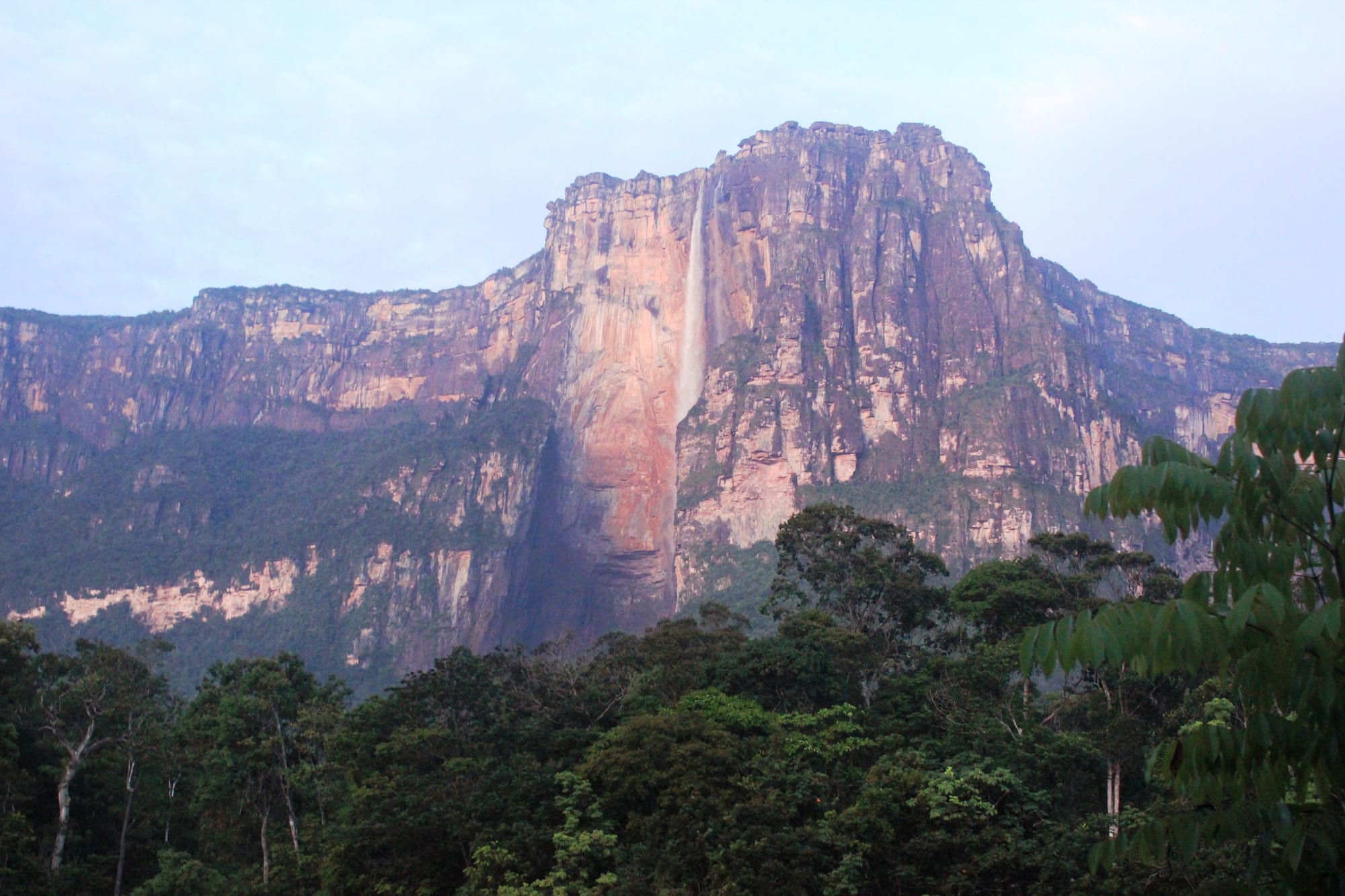 A thin white thread of water falling down a vast pink and grey cliff in soft morning light, above dense green rainforest