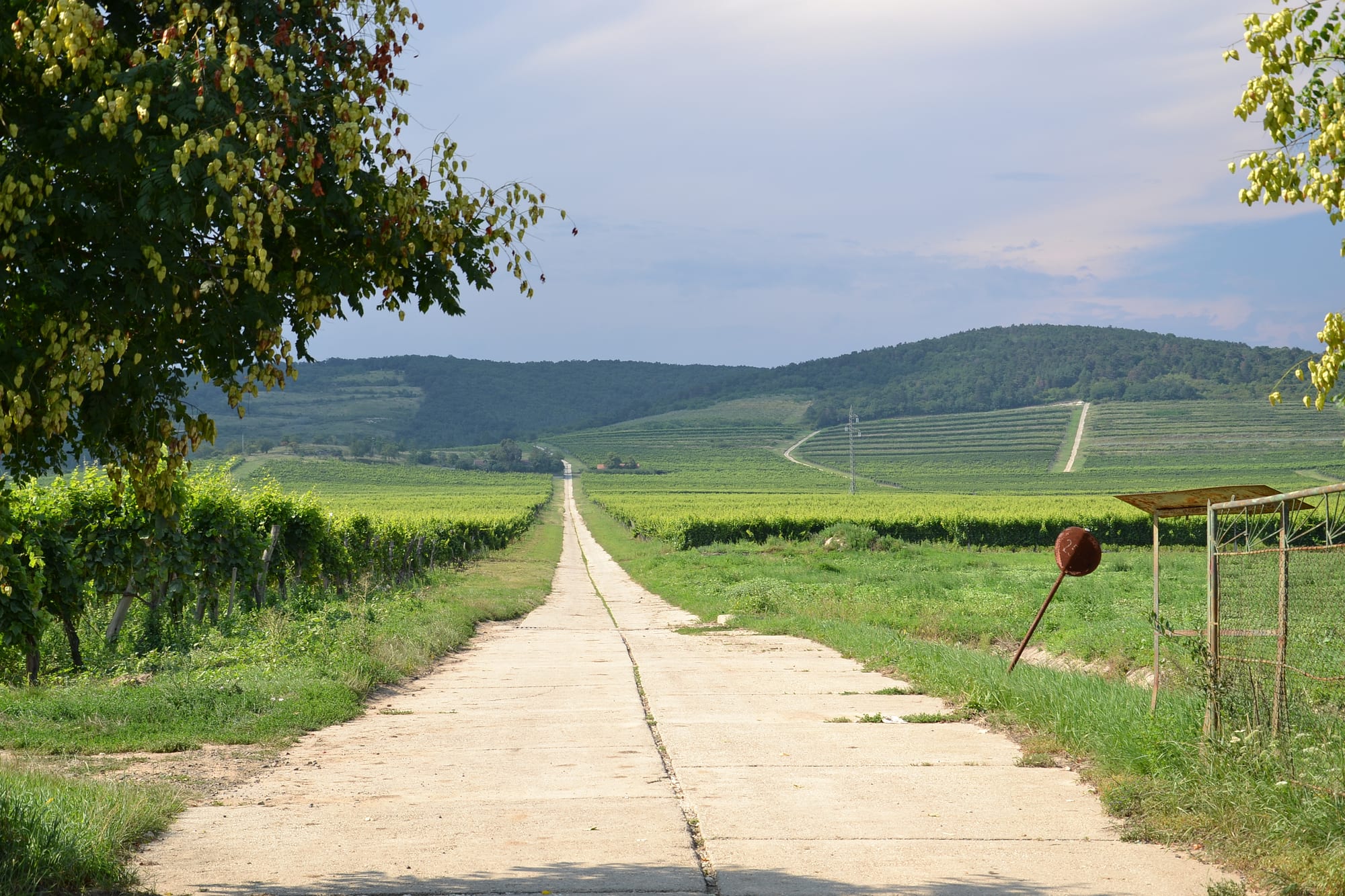 Rows of vines on a hillside above a village and a broad river valley