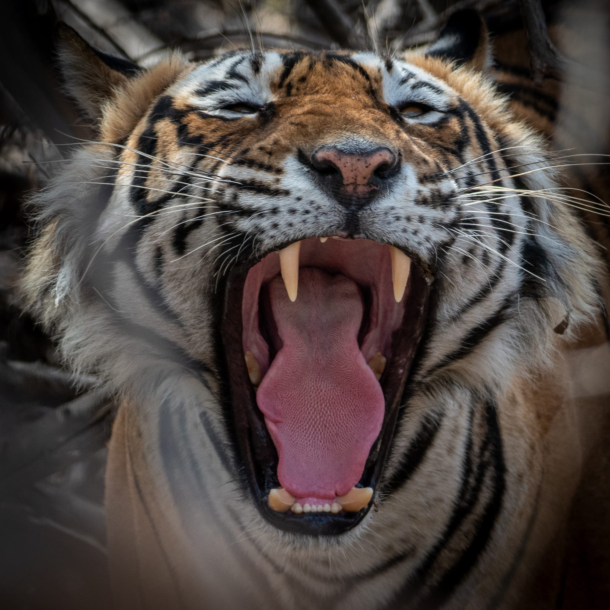 A Bengal tiger yawning widely, showing its teeth, in dry forest