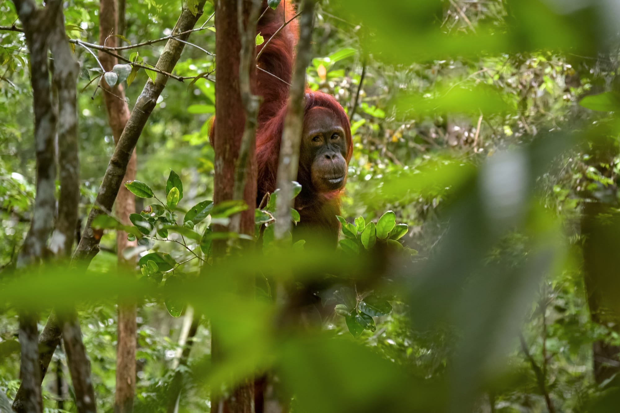 An orangutan hanging from a rope over a river, reaching toward the camera