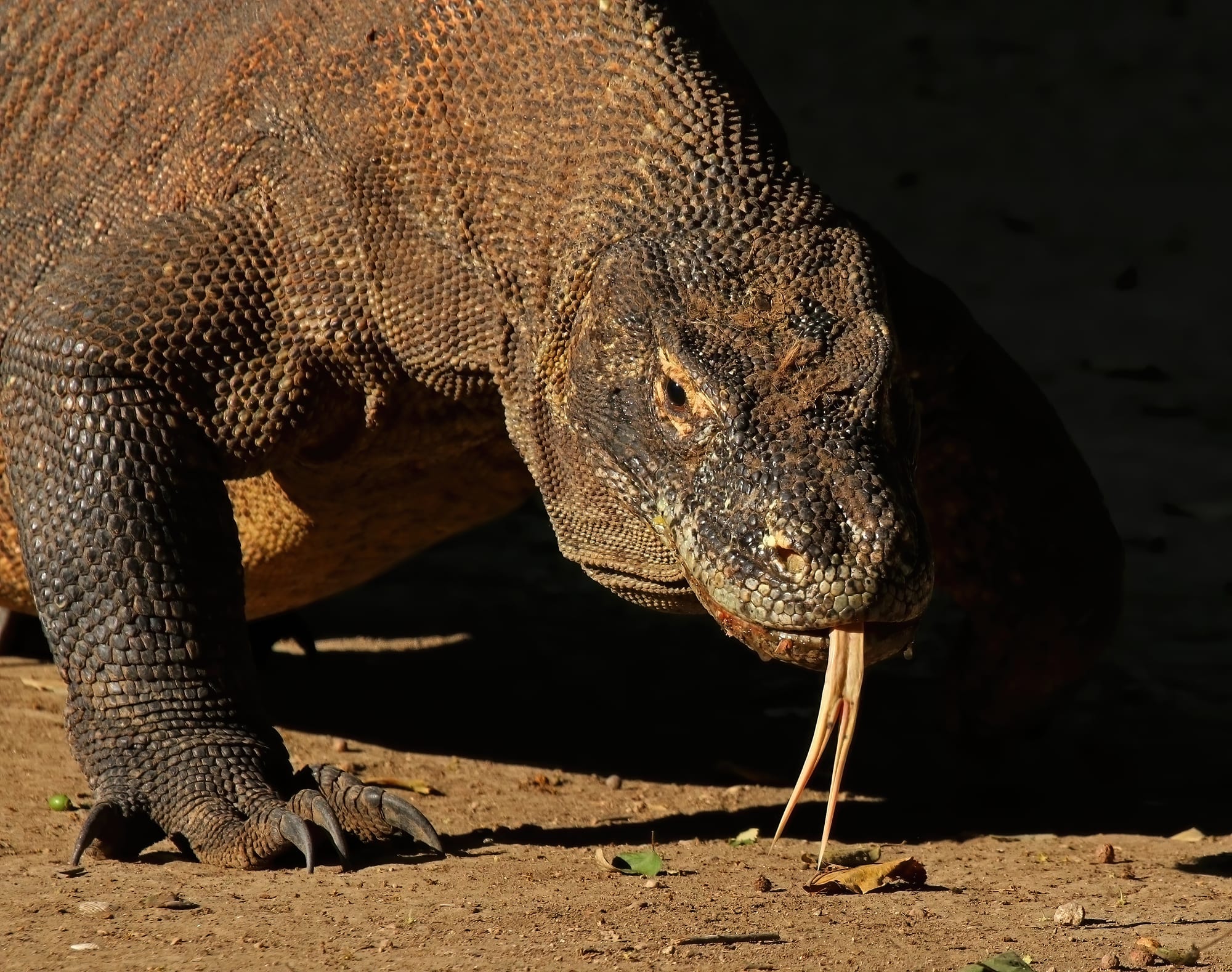 A large monitor lizard with a heavy body and forked tongue walking across dry ground