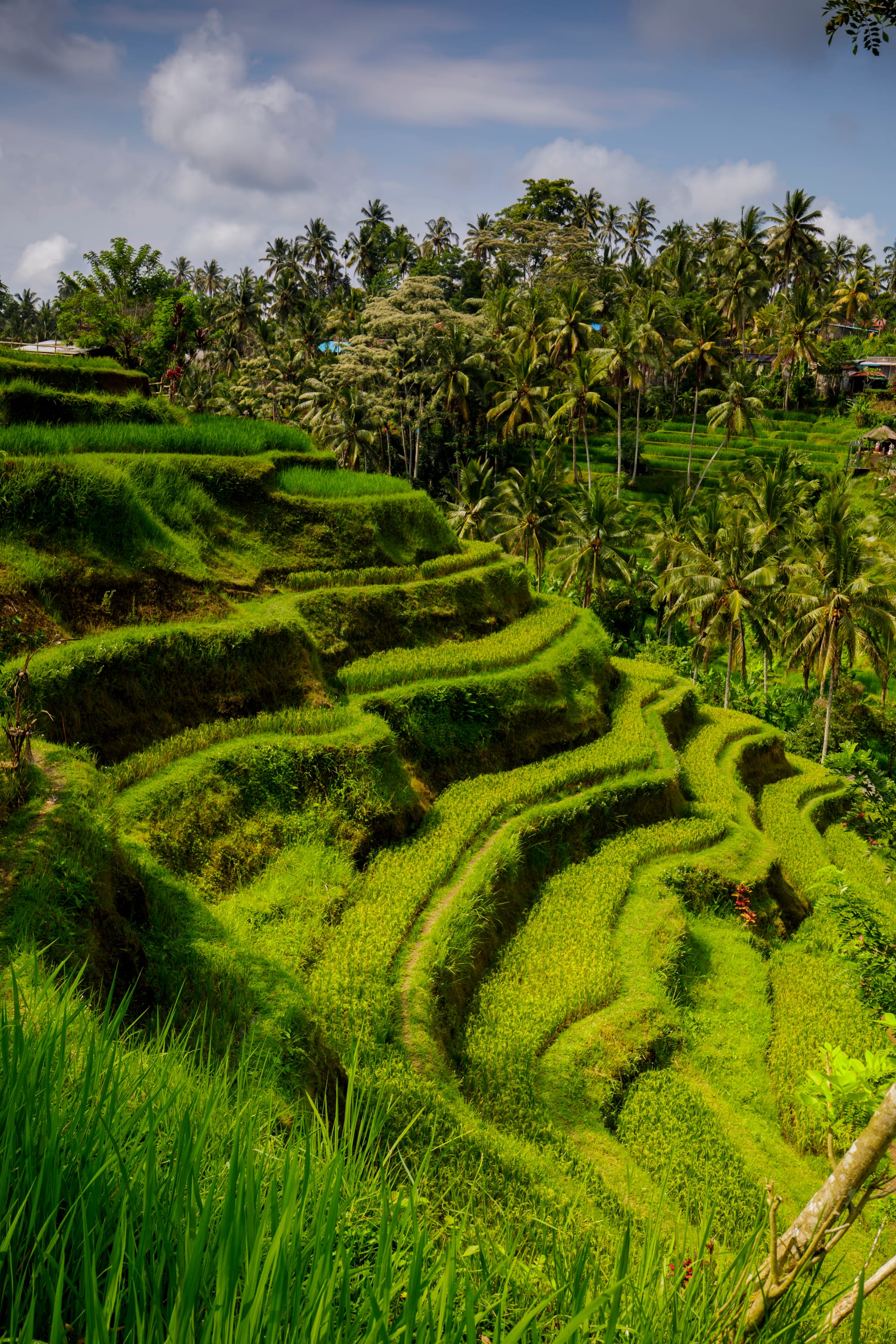Steep, sculpted green rice terraces descending a valley with palms