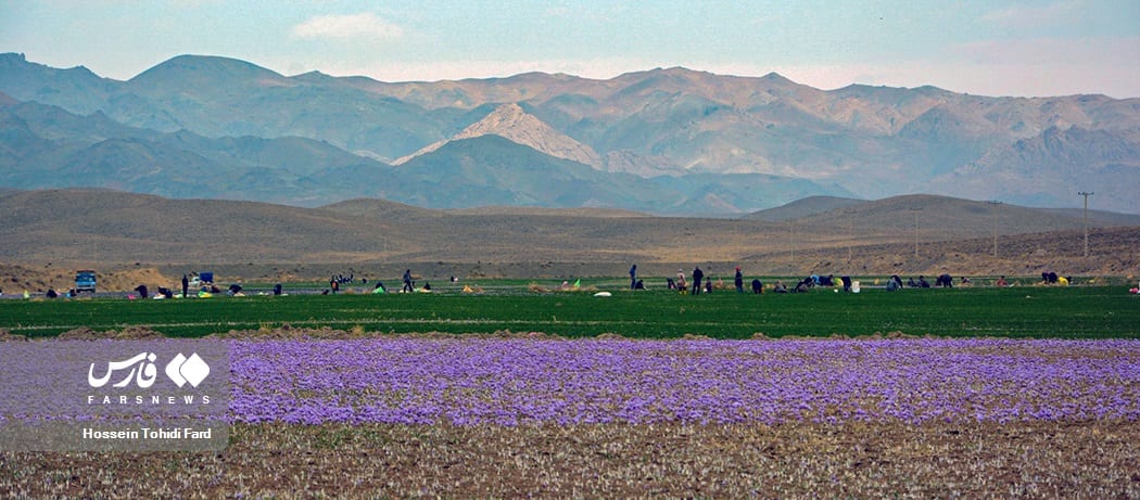 Workers picking small purple crocus flowers in a field