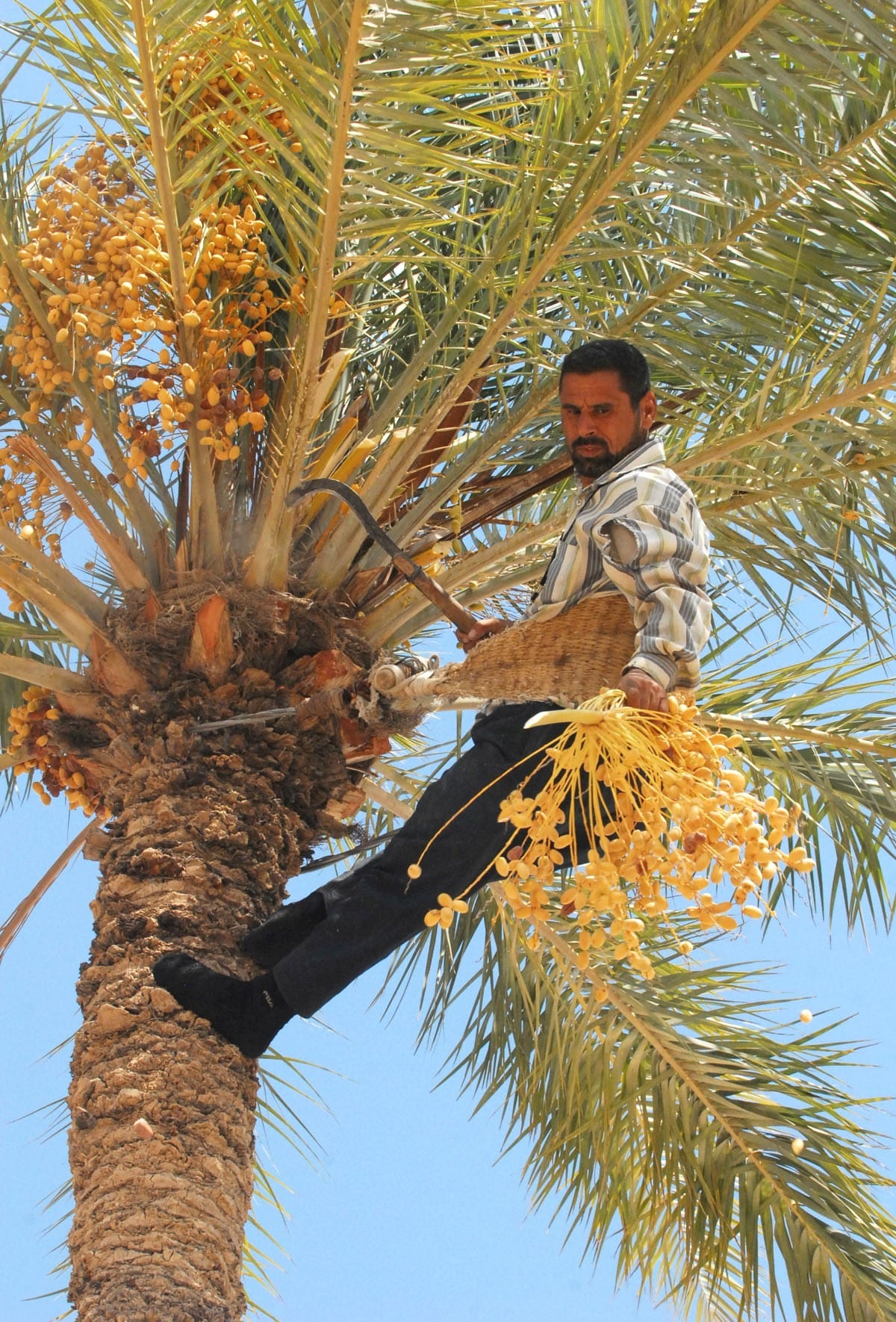 A man reaching up into a date palm tree to harvest dates
