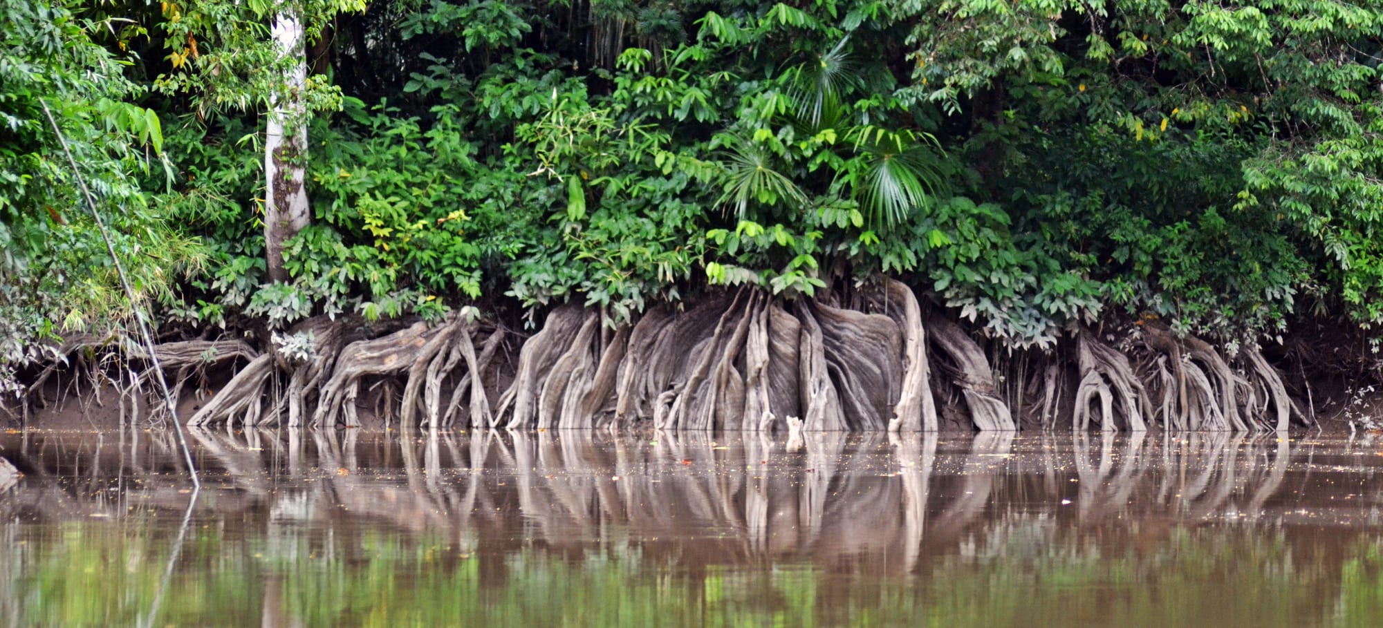Pale buttress roots of rainforest trees spreading into brown floodwater beneath dense green foliage
