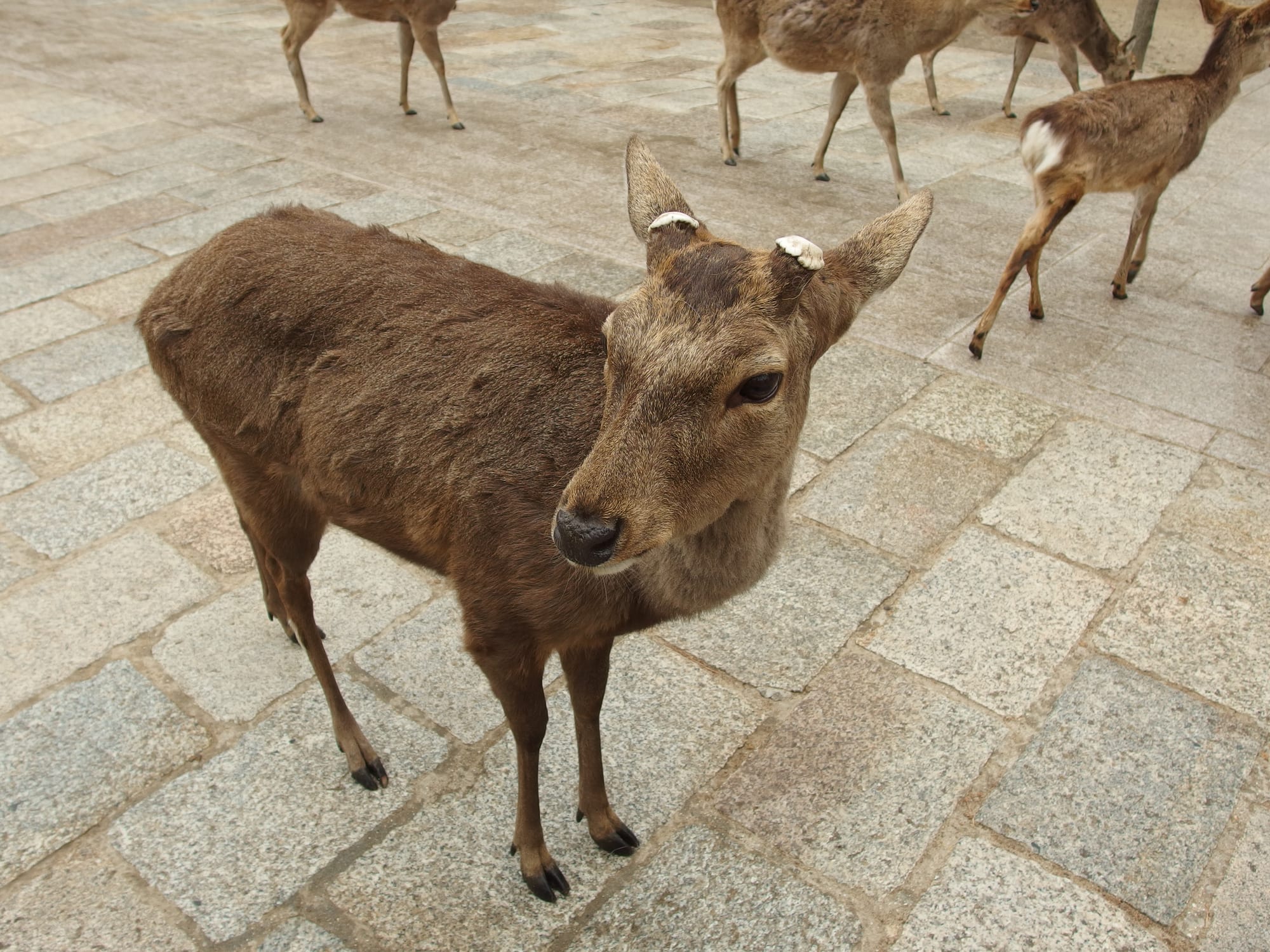 Tame deer wandering in front of a huge wooden temple hall