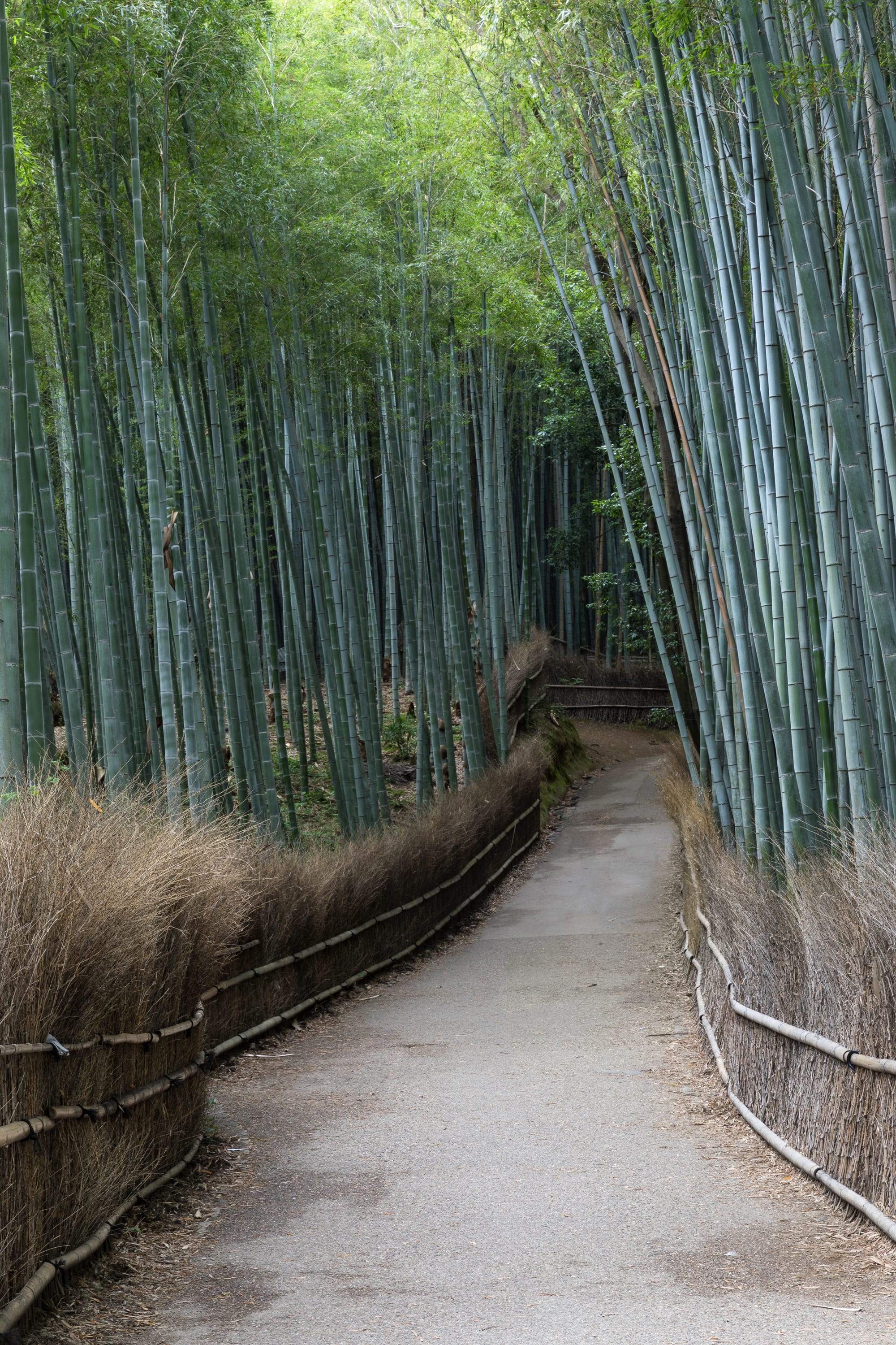 A path running through a dense grove of towering green bamboo stalks
