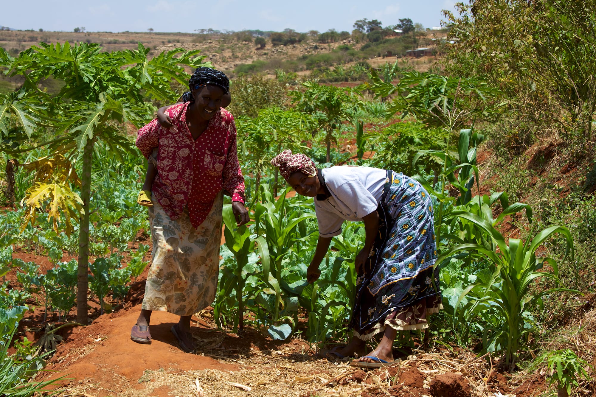 Two women in patterned skirts and headscarves working among rows of maize and kale on a small red-earth farm plot