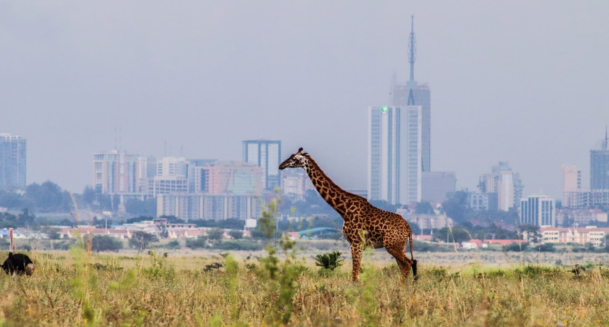 A giraffe on open grassland with a city skyline rising directly behind