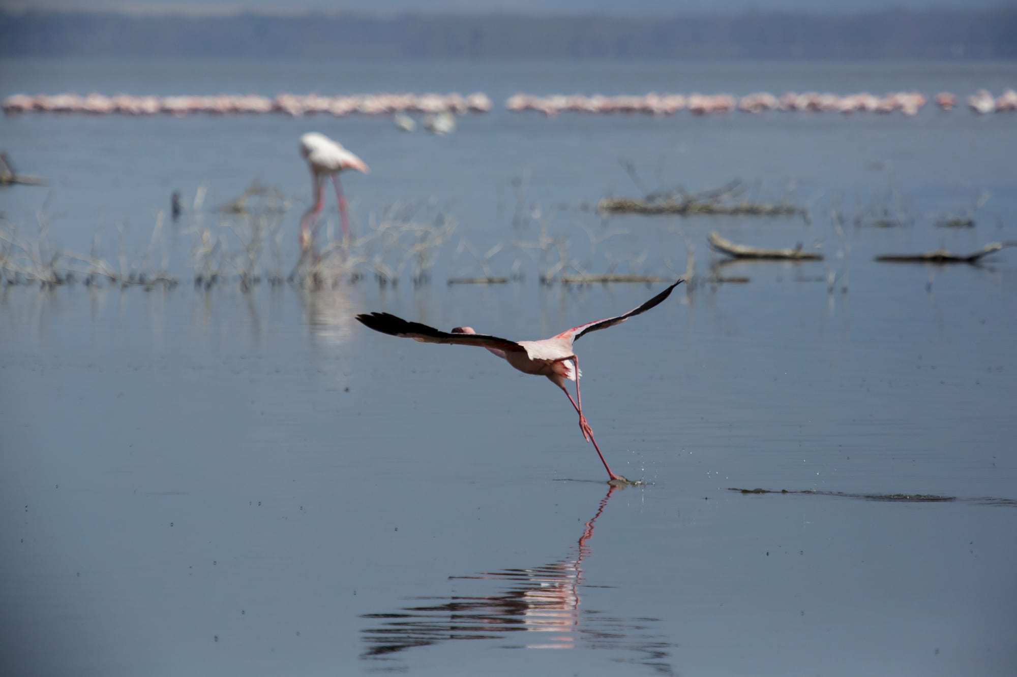 Thousands of pink flamingos massed along the shallow edge of a lake