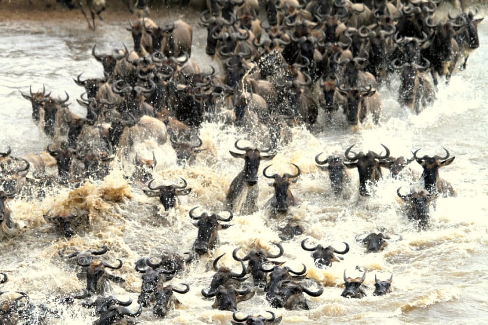 A long line of wildebeest crossing open golden grassland under a big sky