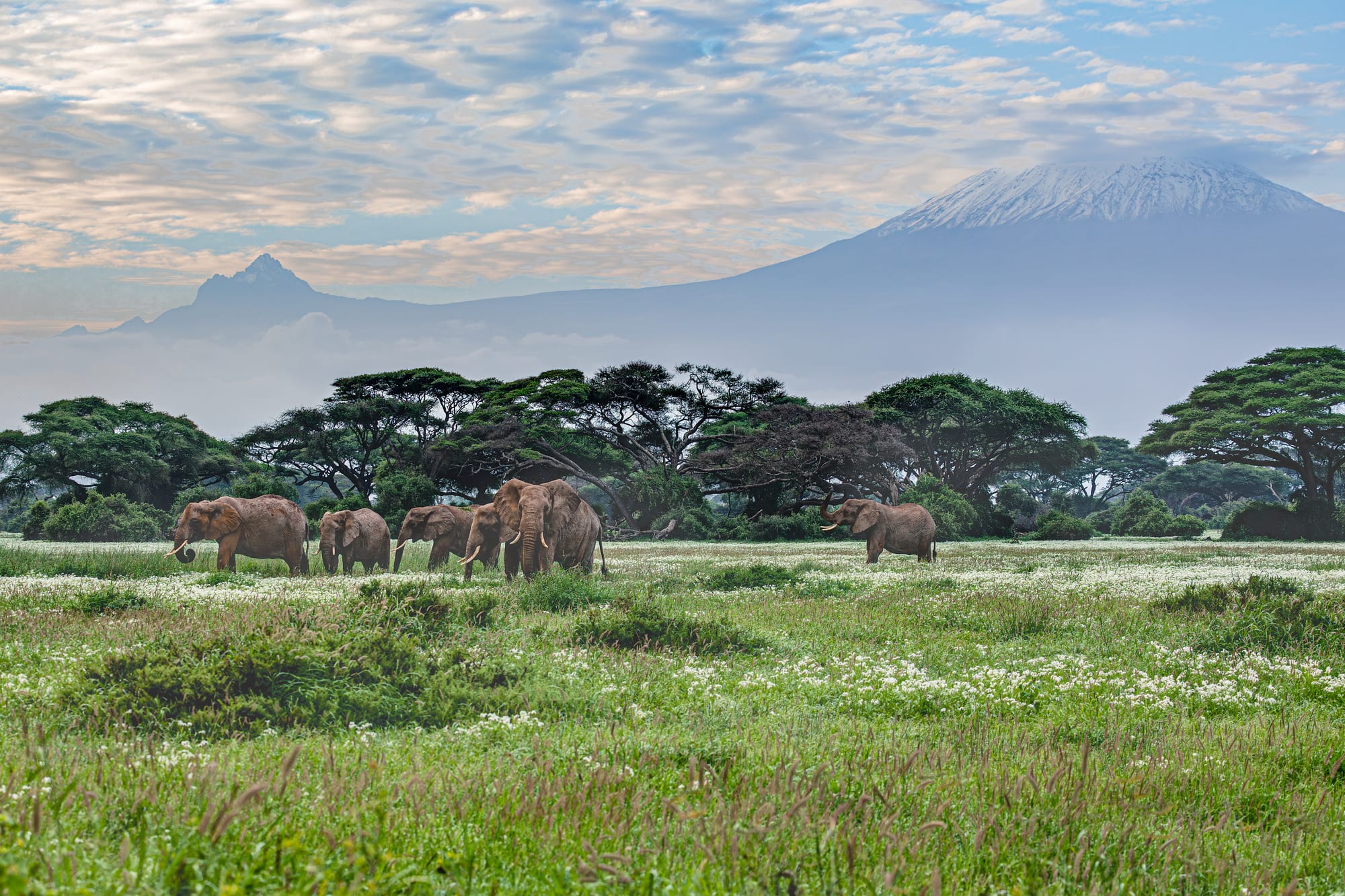 Elephants and zebra on a dusty plain with the huge snow-topped bulk of Kilimanjaro behind