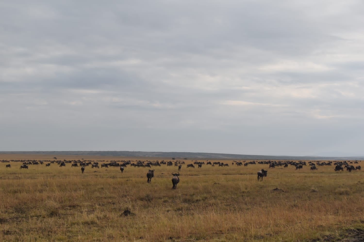 A herd of wildebeest and zebra grazing across rolling grassland dotted with acacias