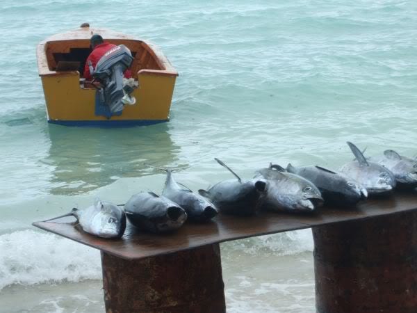 Several large tuna laid out on a rusted metal rack beside the shore, with a fisherman and small outboard boat in the shallow water behind
