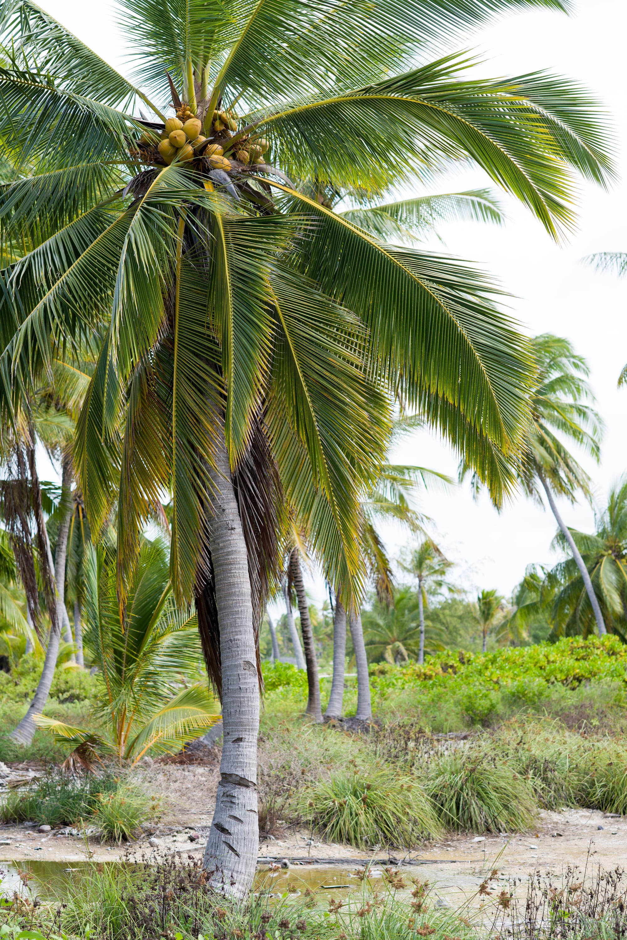 A very flat coral island of scrub and coconut palms beside a shallow turquoise lagoon
