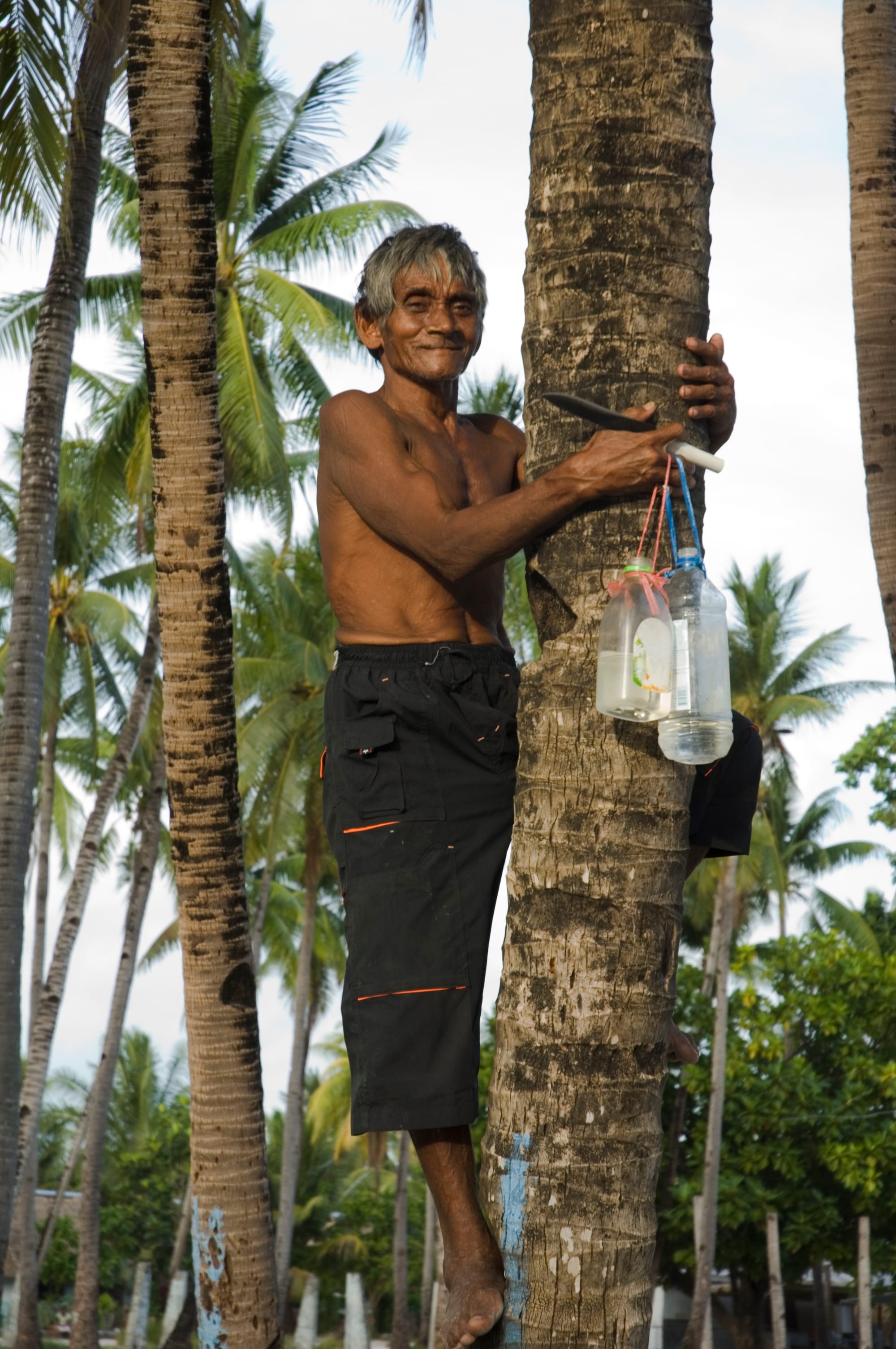 A man high in a coconut palm collecting sap into a container