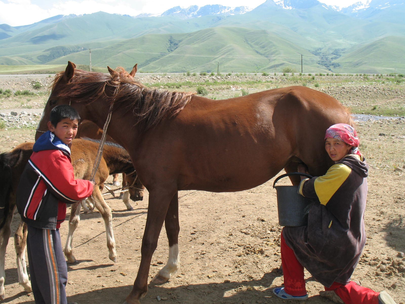 A boy holding a horse steady while a woman milks a mare into a bucket, green mountains behind