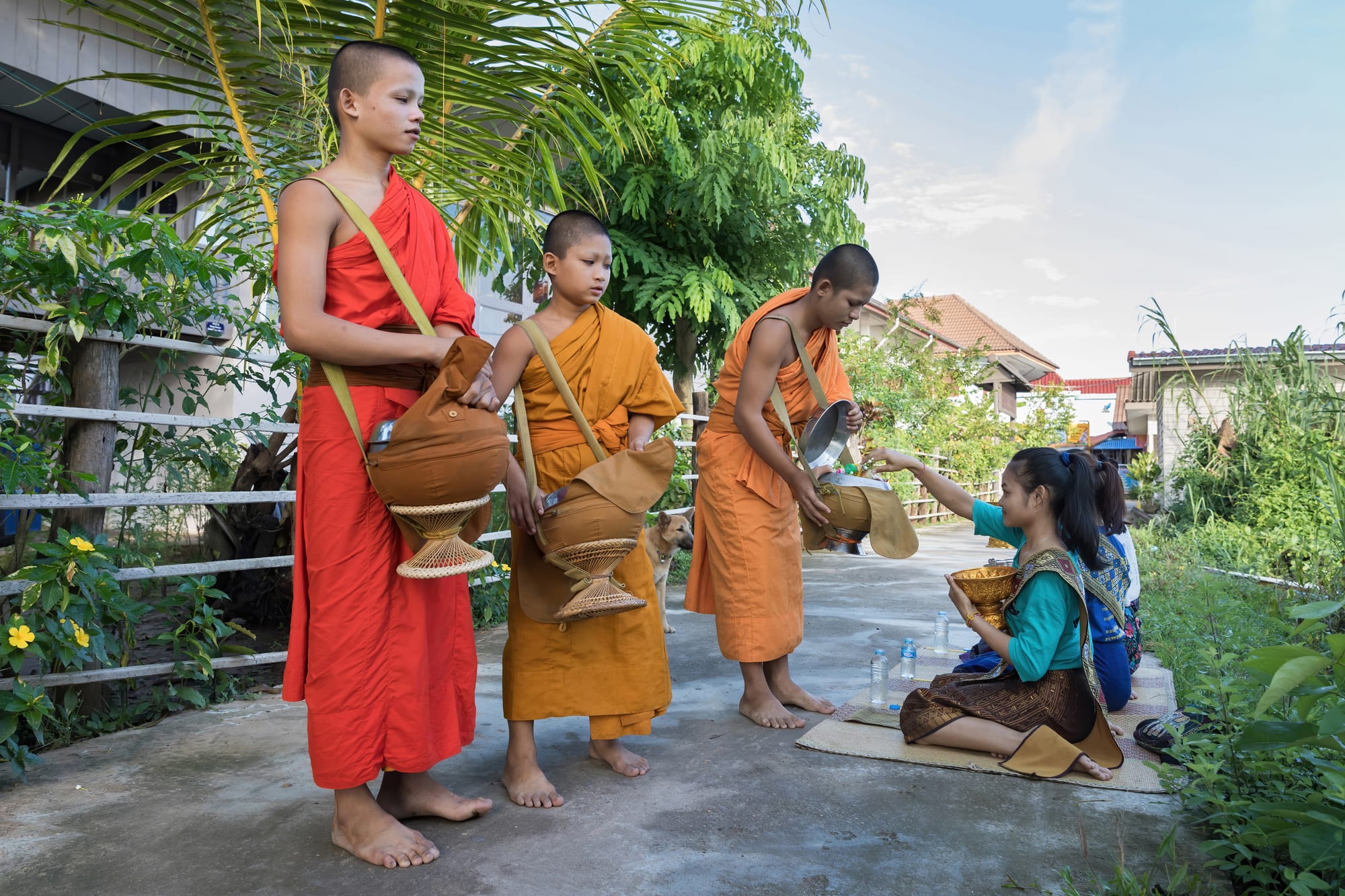 Three young Buddhist monks in orange and red robes holding alms bowls as a girl kneeling on a mat offers food, in a village garden