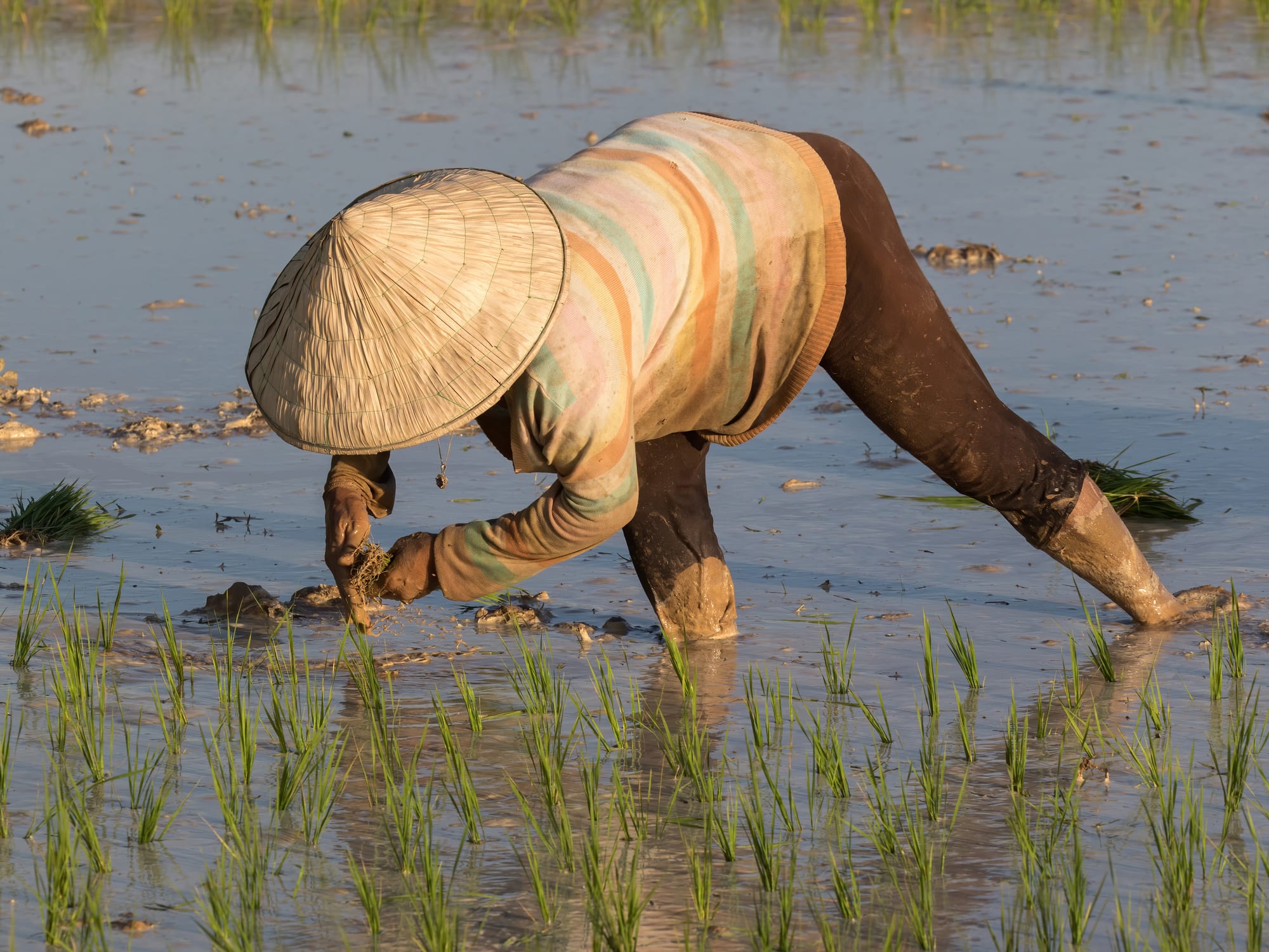 A farmer in a conical straw hat bent over, planting rice seedlings by hand in a flooded paddy field
