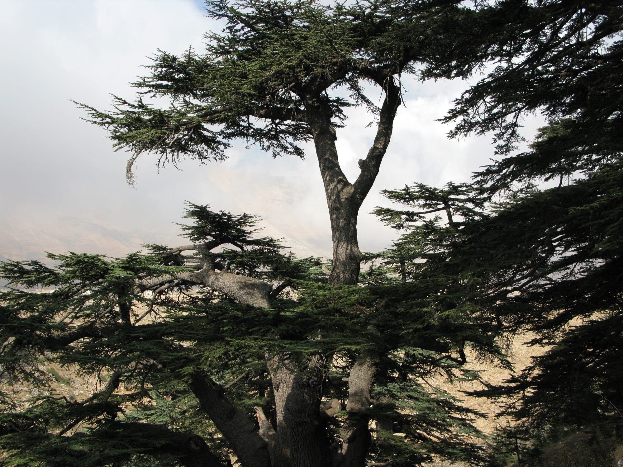 Ancient, wide-crowned cedar trees standing in a mountain forest with snow-capped peaks behind