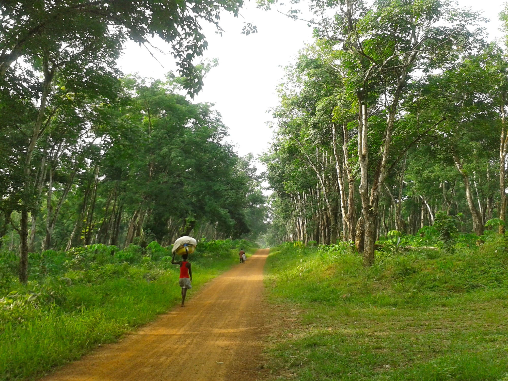 Neat rows of tall rubber trees with tapping cuts visible on their trunks