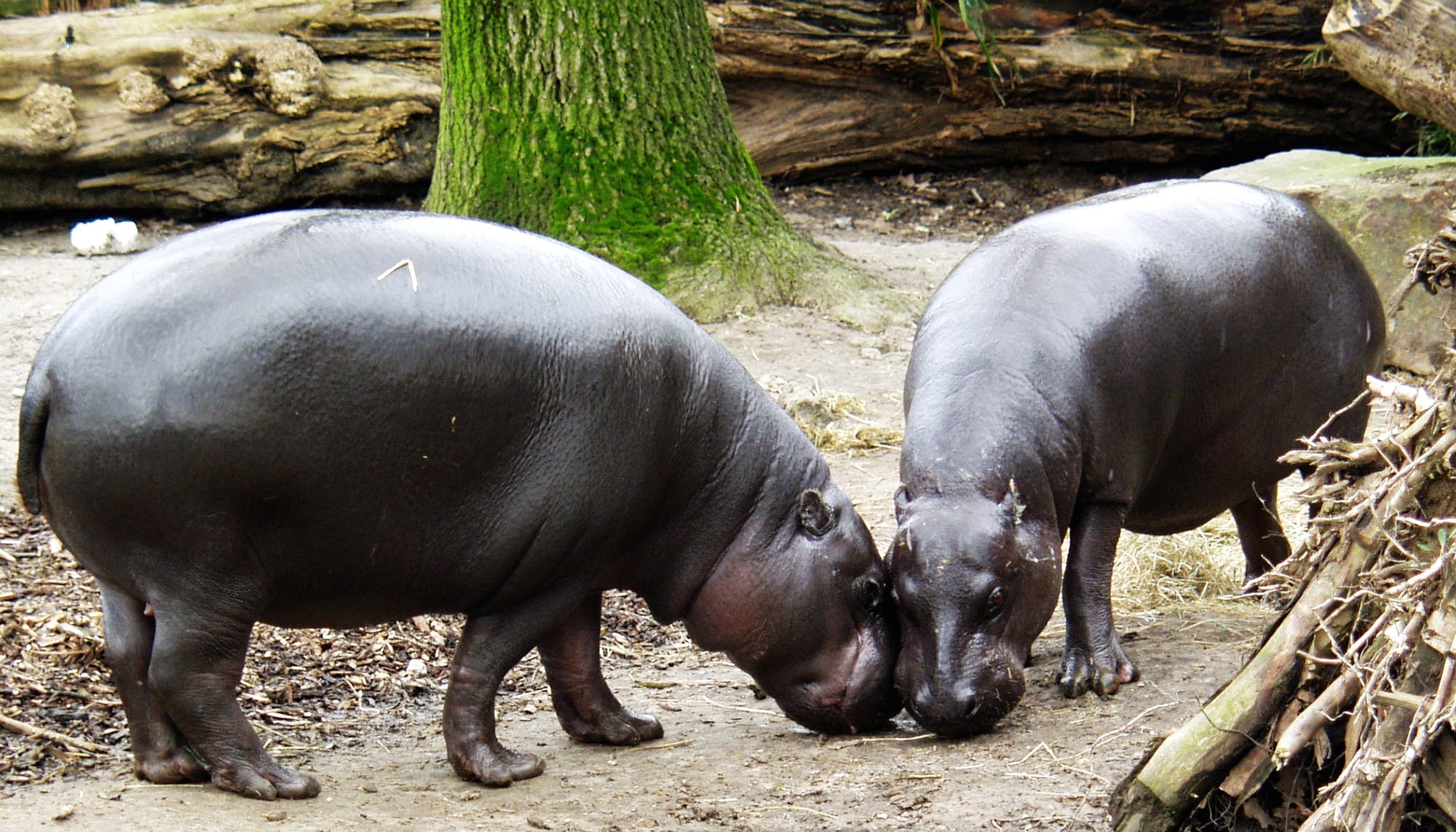 A small, dark, stocky hippopotamus standing in shallow water among vegetation