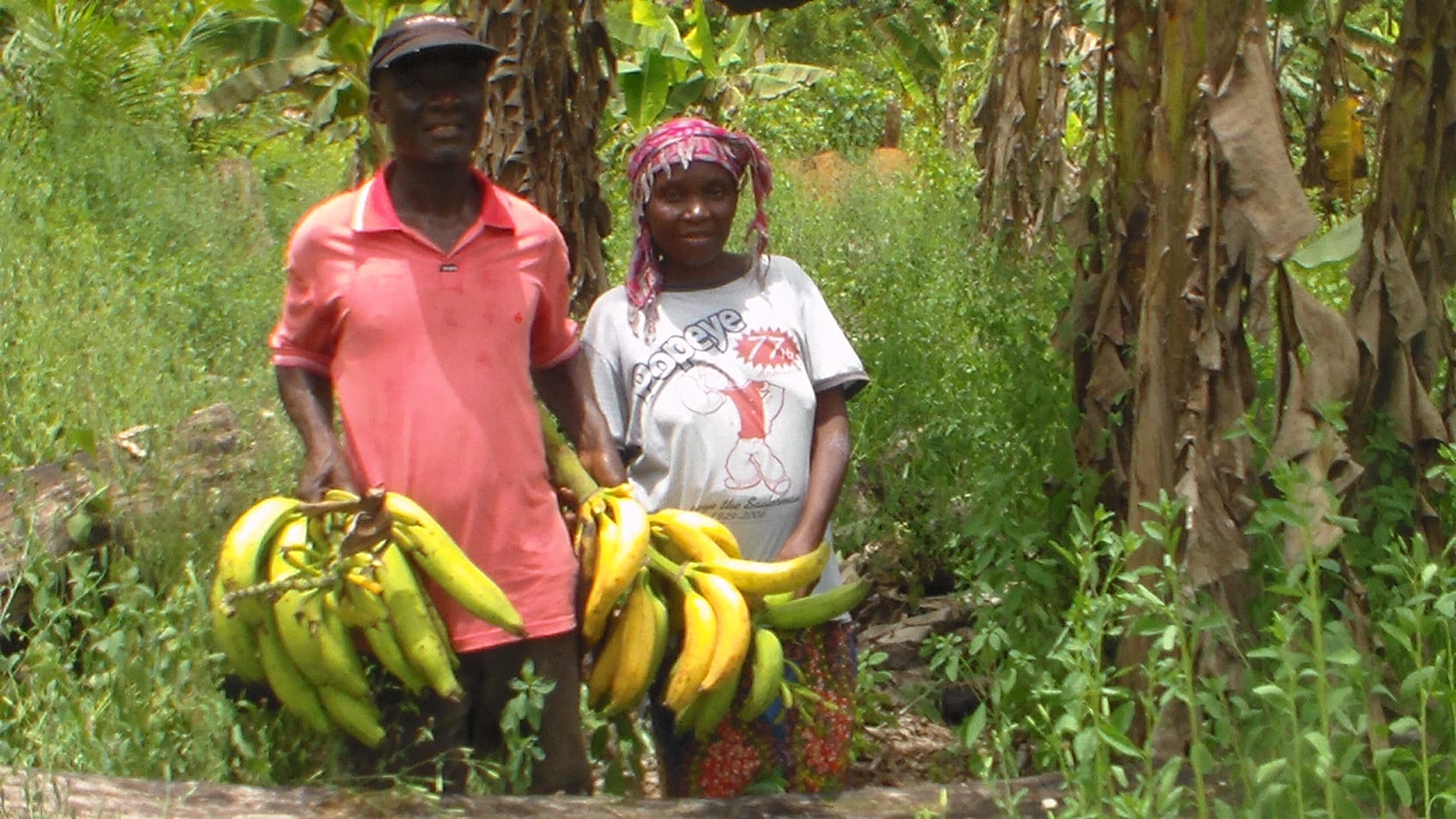 A man and woman standing in a green plantain grove, each holding a large bunch of harvested plantains