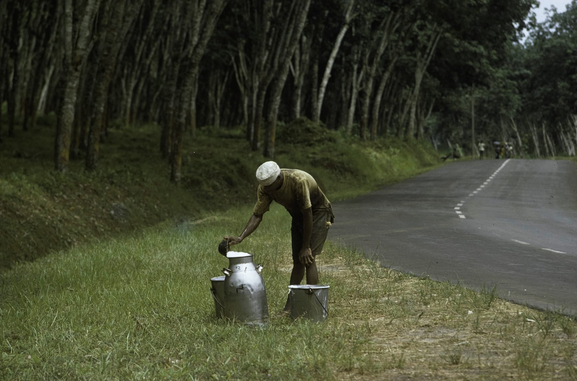 A worker carrying buckets of latex among the ordered rows of a rubber plantation
