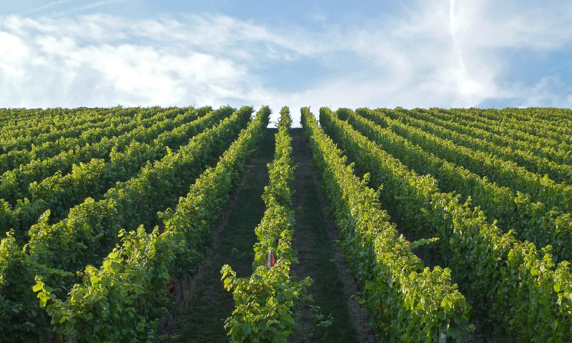 Rows of terraced vineyards on a hillside above the Moselle river