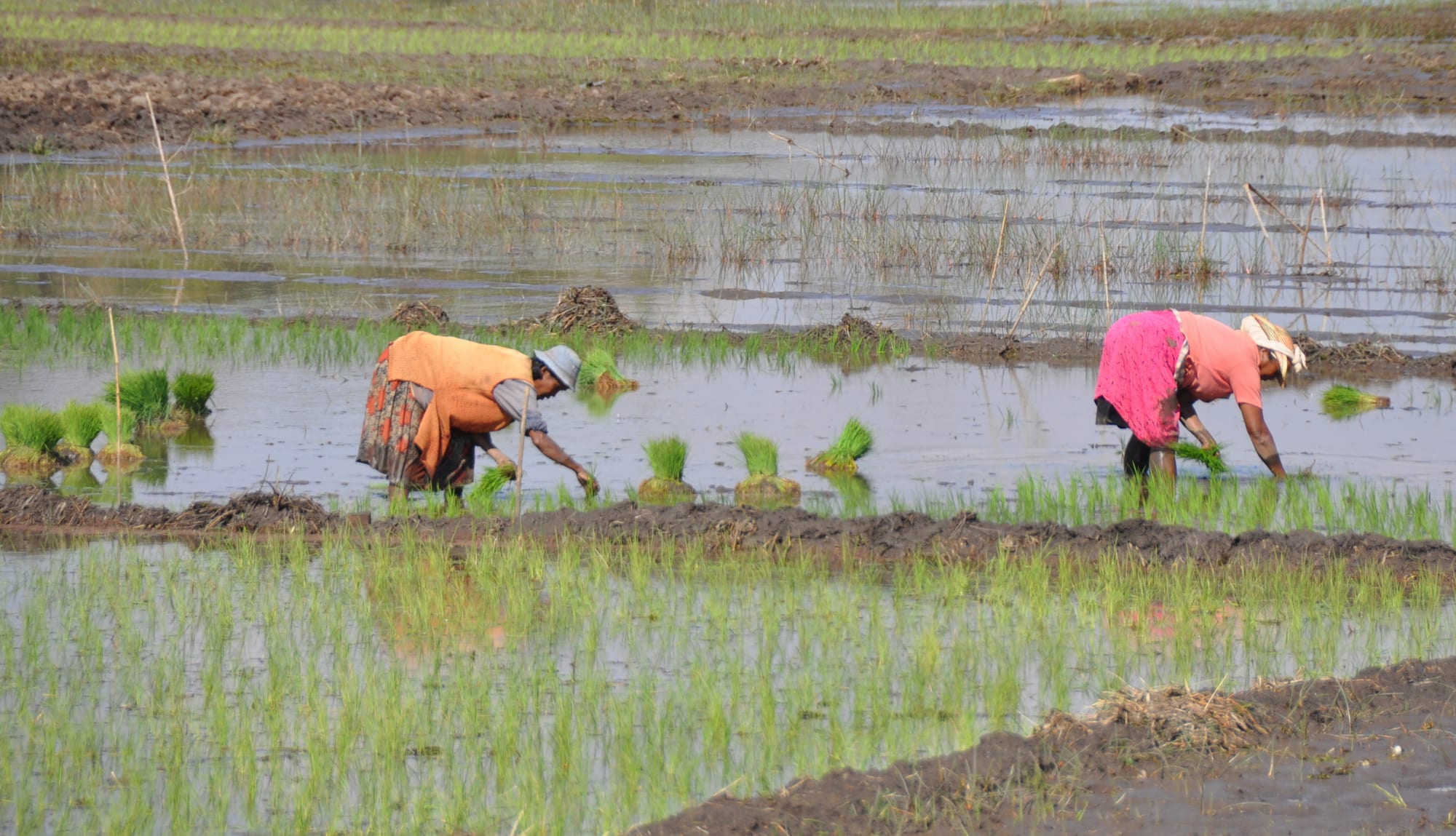 Two people in bright clothing bent over, transplanting young green rice seedlings into a flooded, muddy paddy
