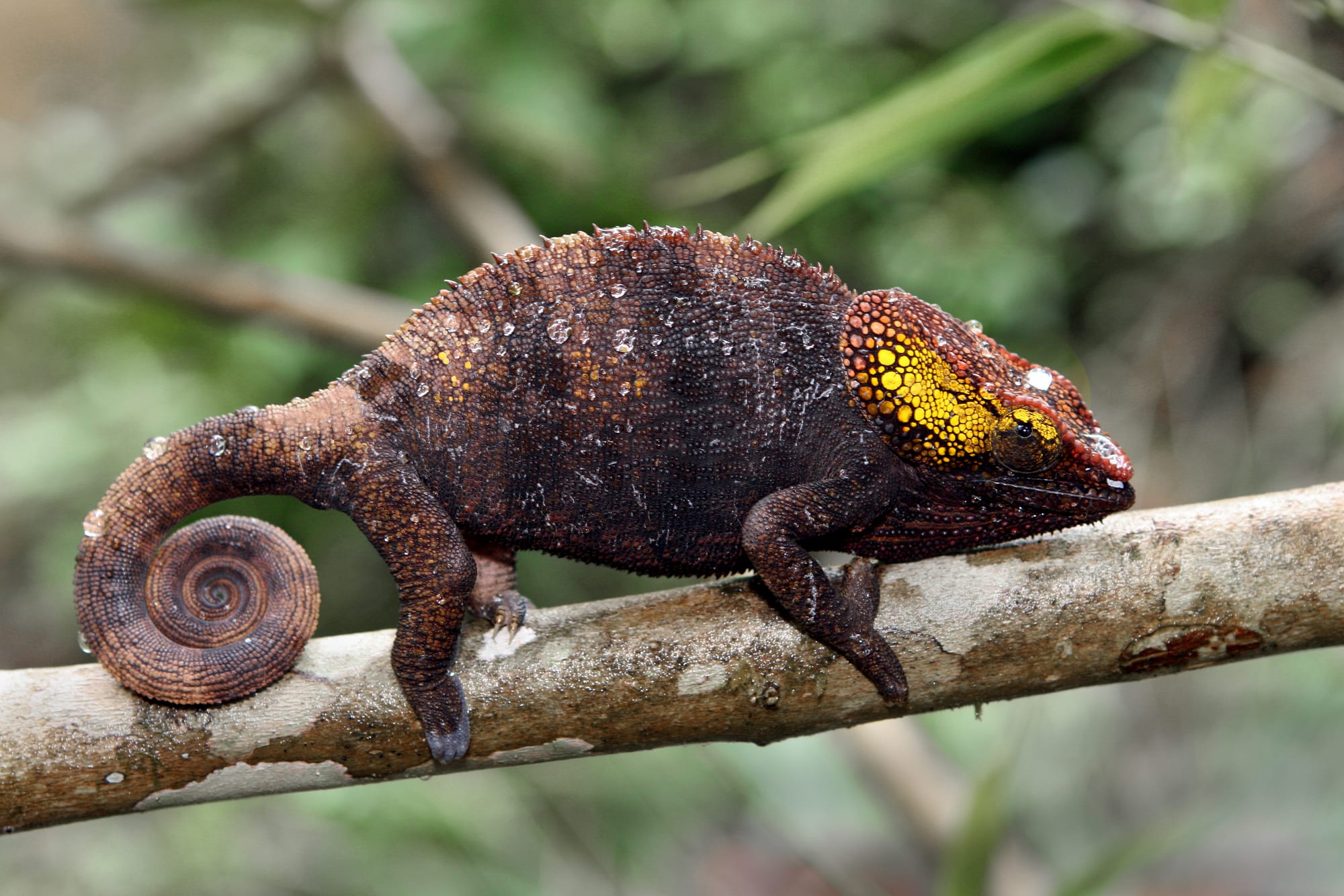 A large green chameleon gripping a branch in dense forest