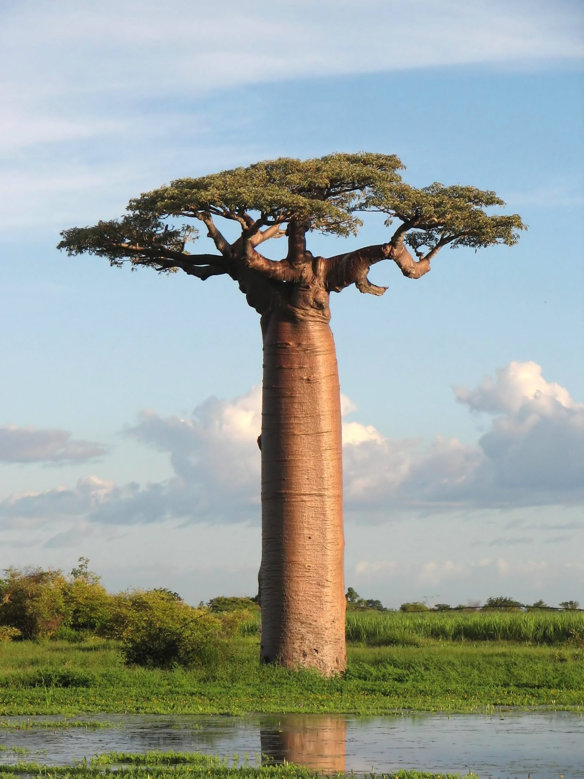 Massive smooth-trunked baobab trees lining a dirt road at sunset
