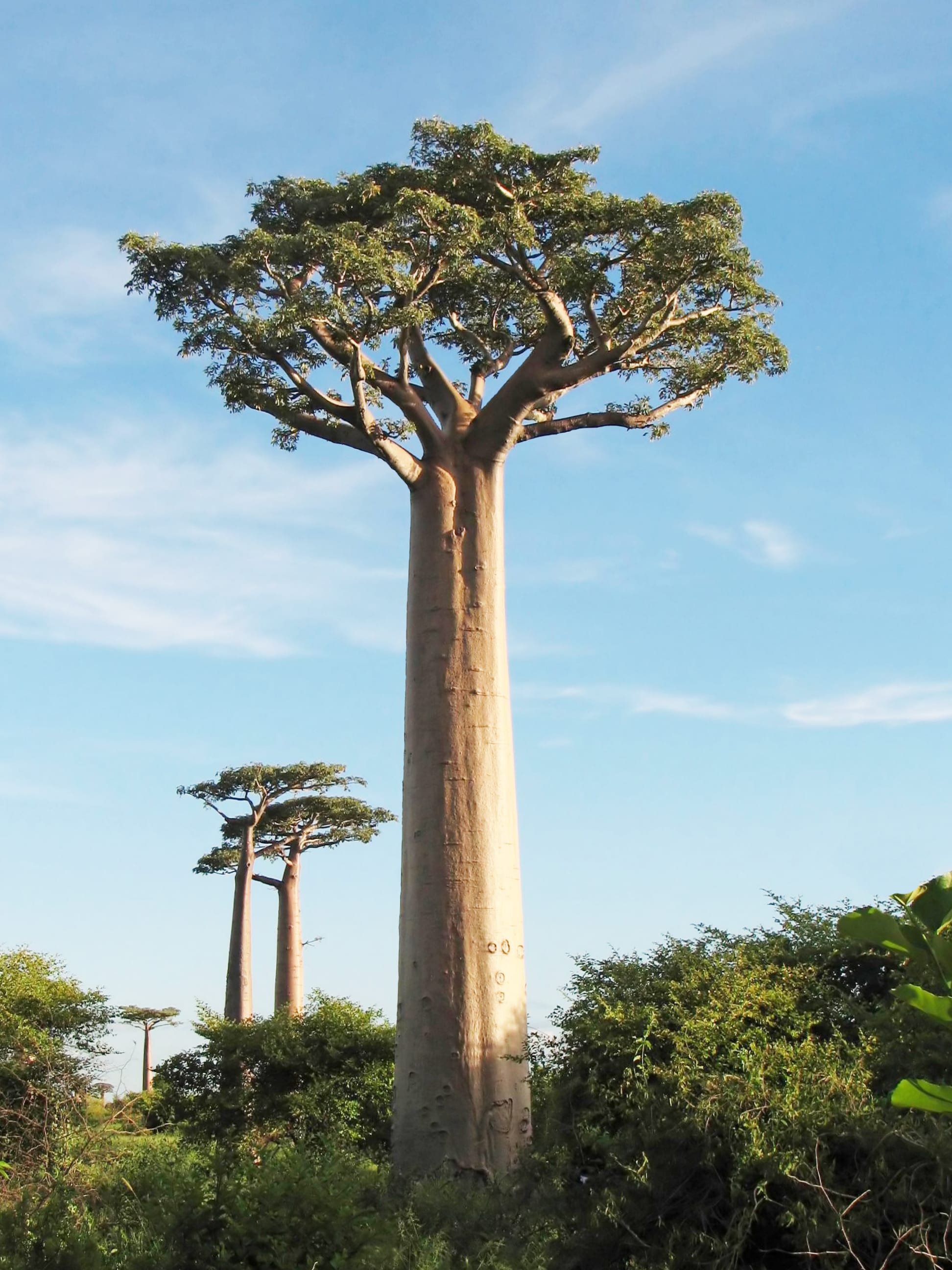 A row of enormous smooth-barked baobab trees with sparse crowns along a dirt road