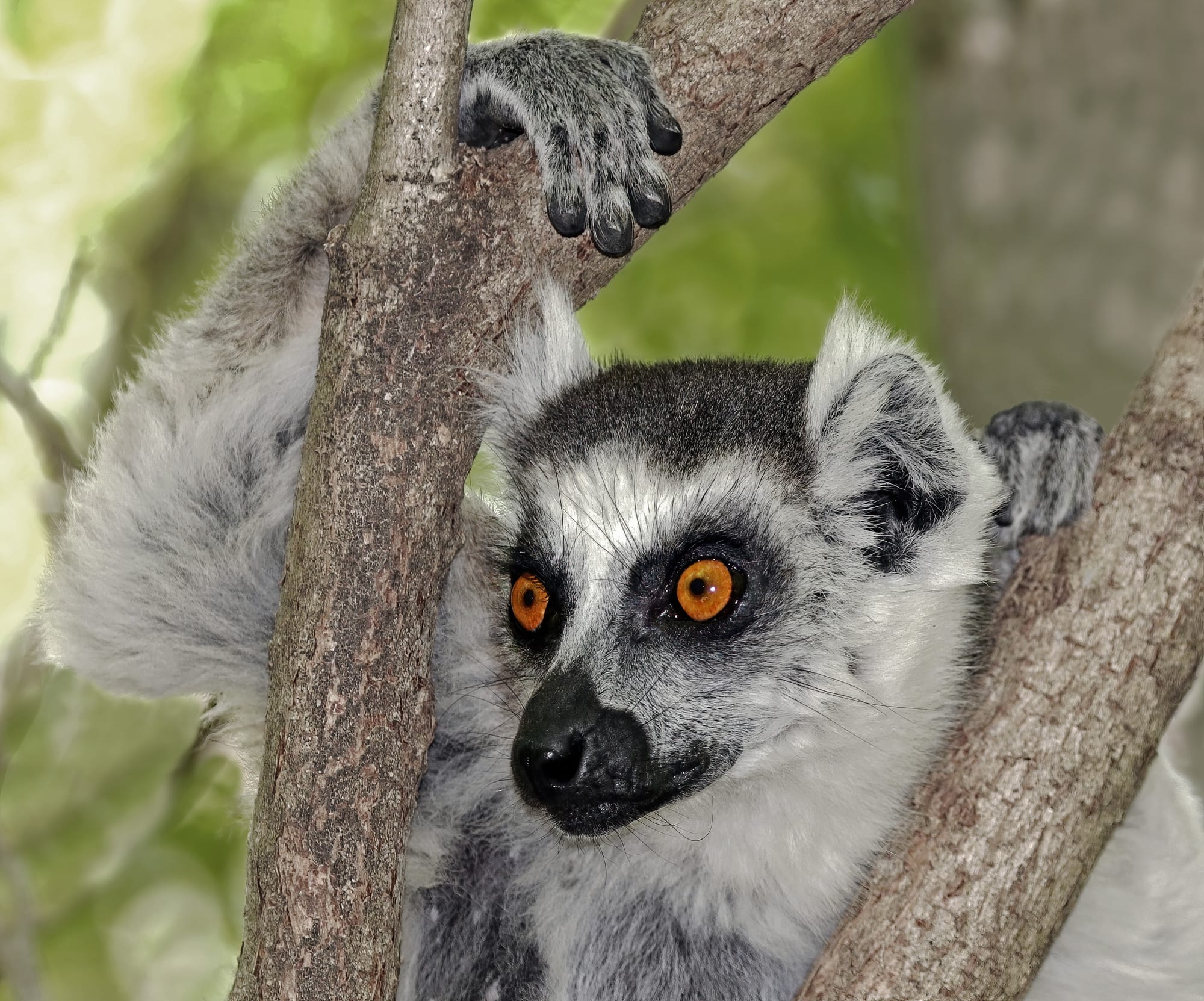 A grey lemur with a long black-and-white ringed tail perched in a tree
