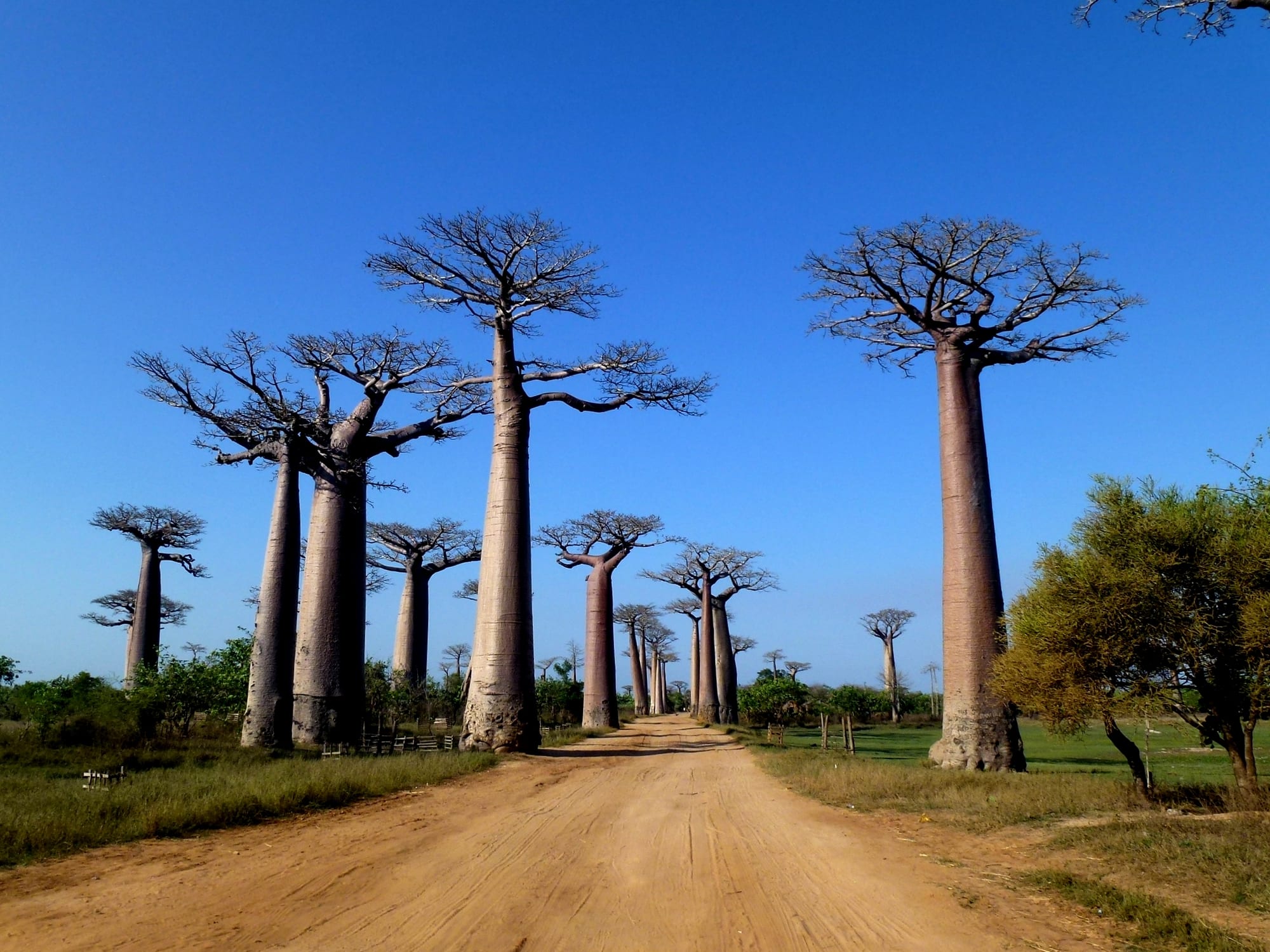 A dirt road lined with enormous smooth-trunked baobab trees at sunset